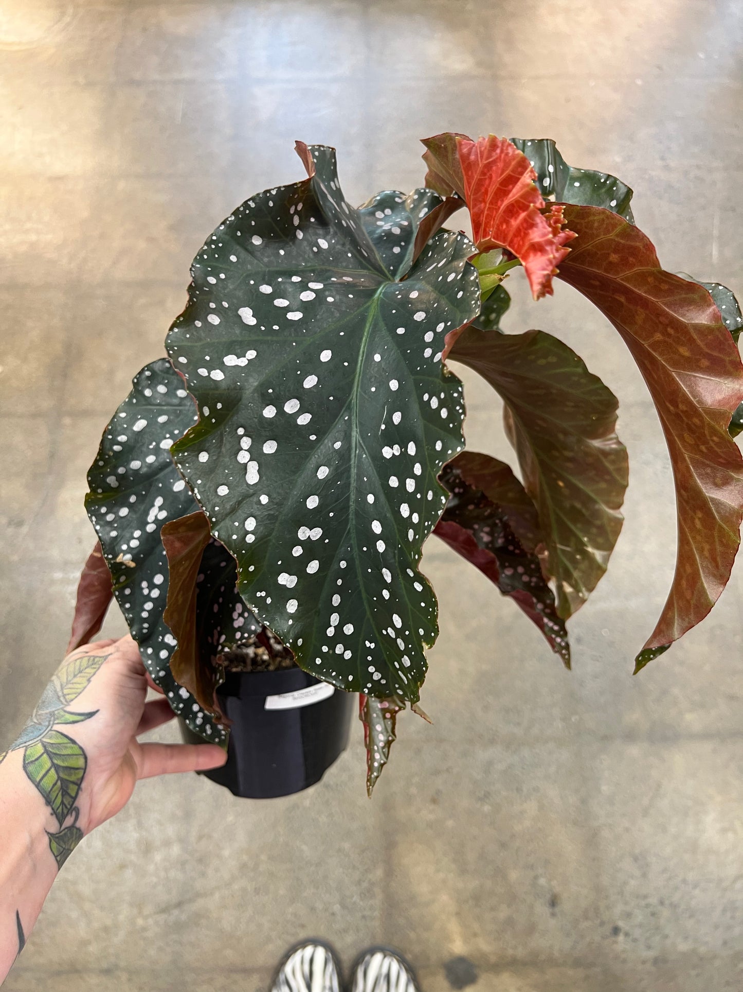 Bégonia Cracklin Rosie