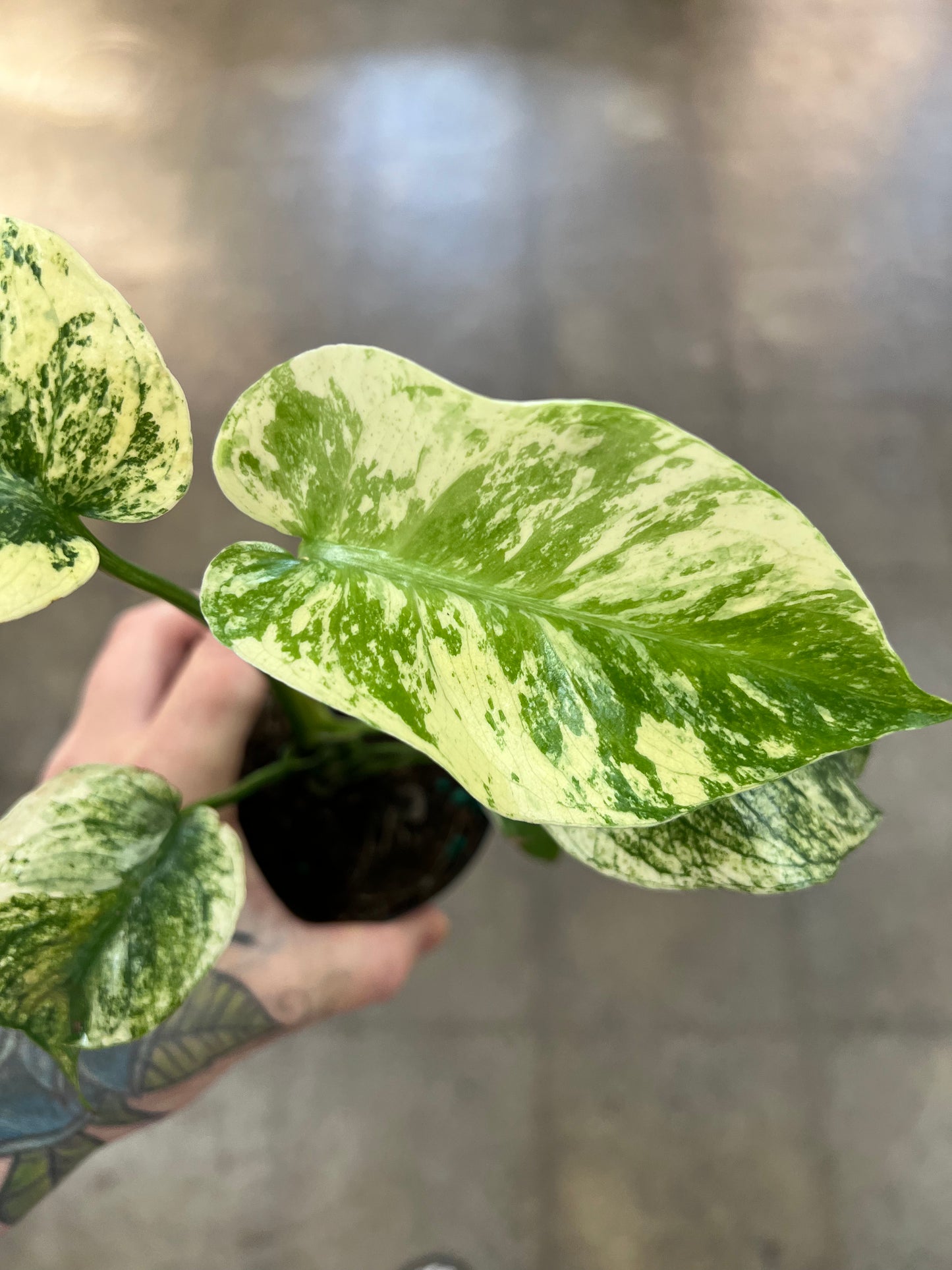 Monstera Mint
