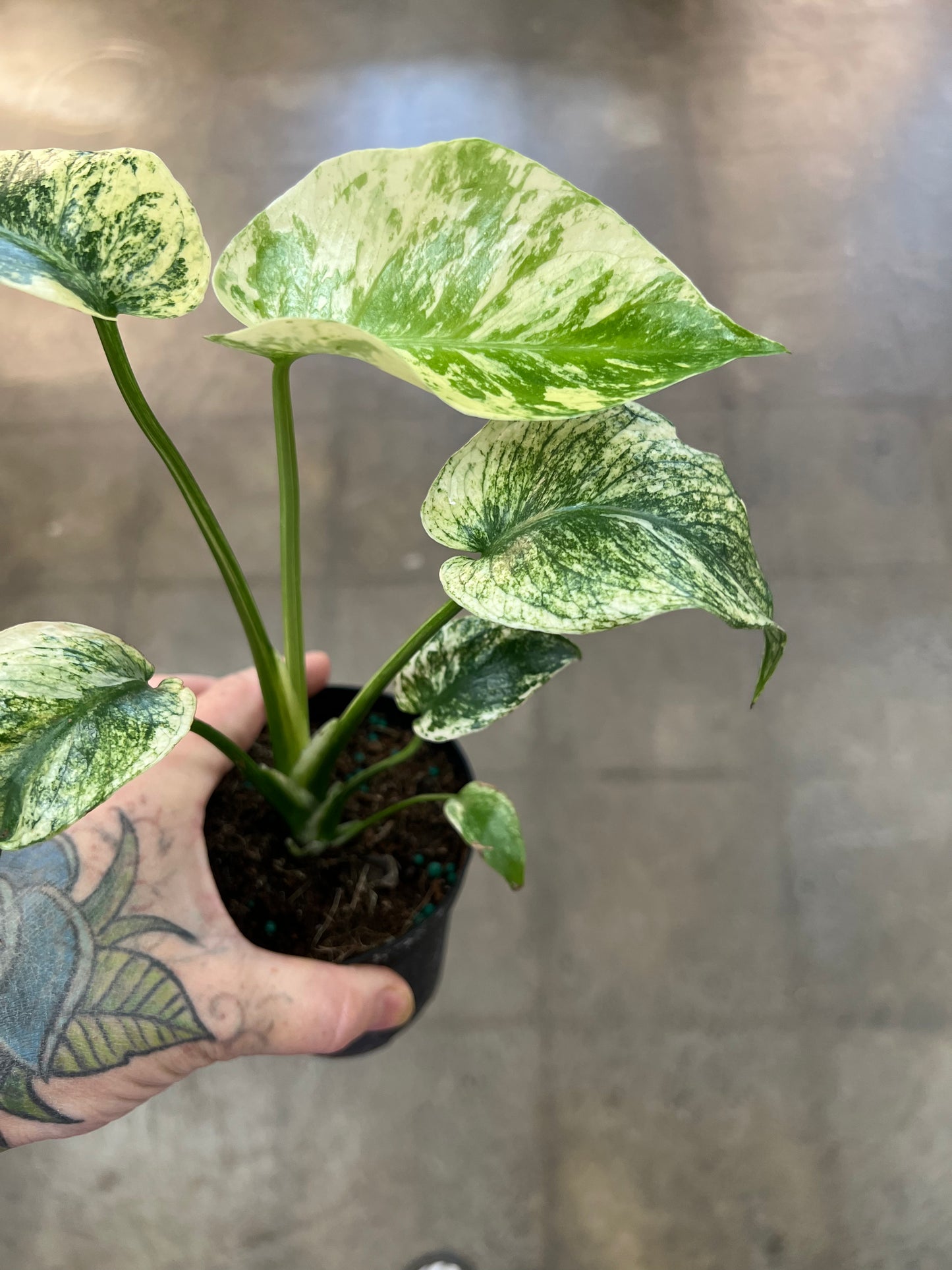 Monstera Mint