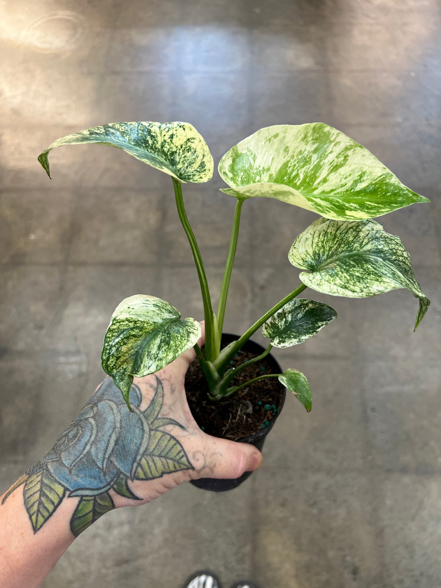 Monstera Mint