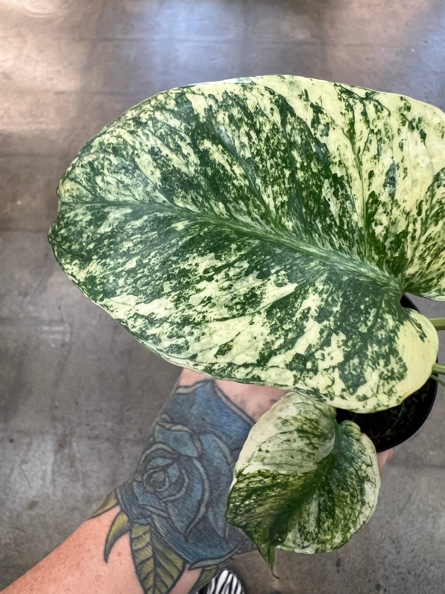Monstera Mint