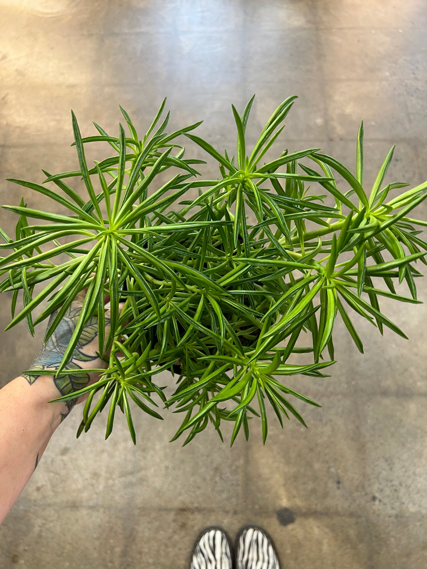 Peperomia Nevada