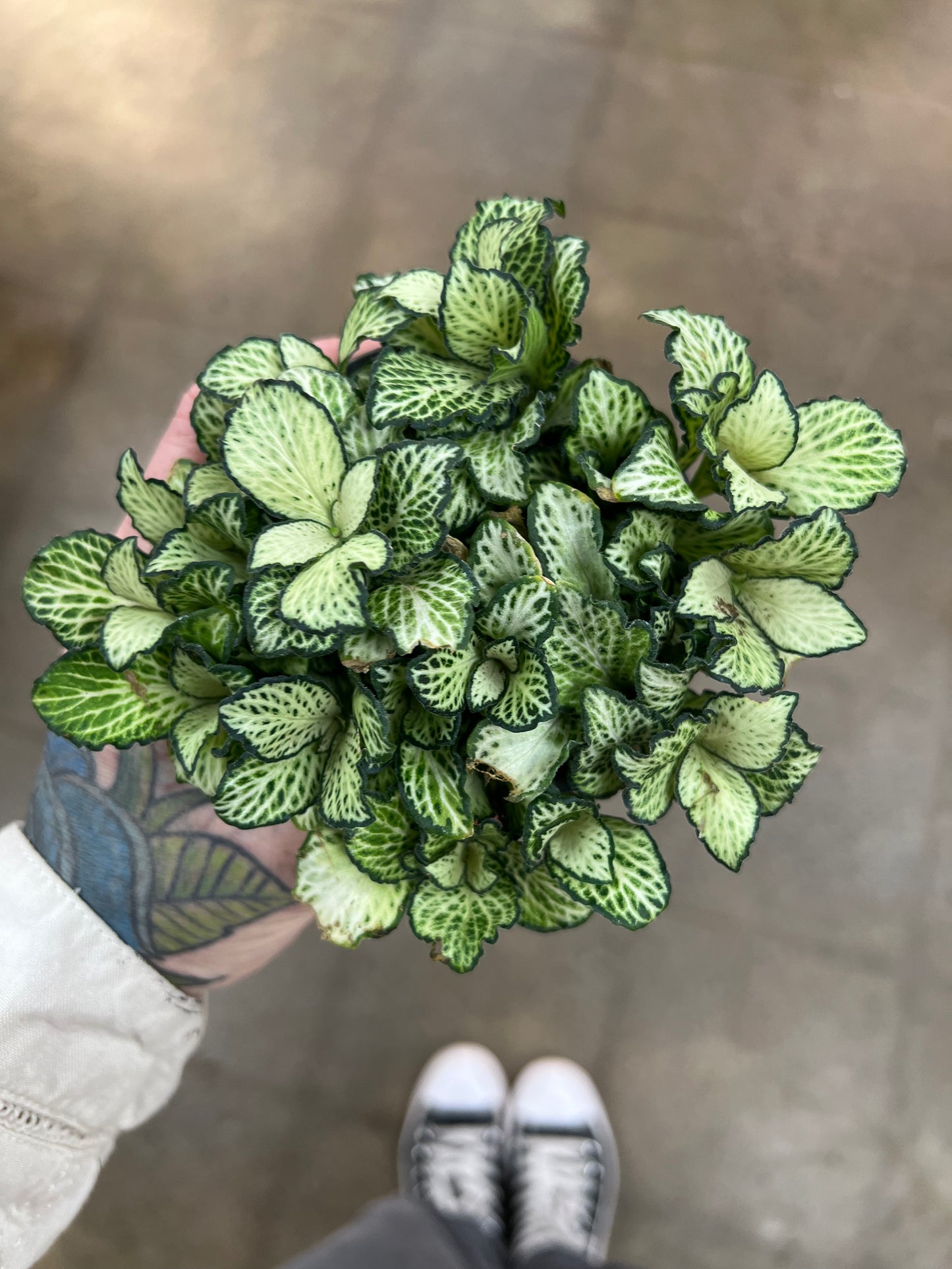 Fittonia Tiger