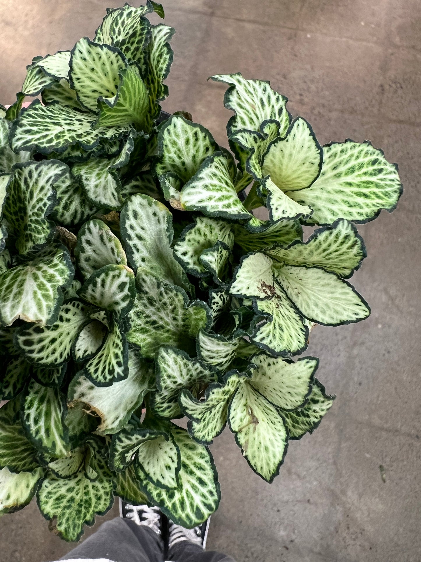 Fittonia Tiger
