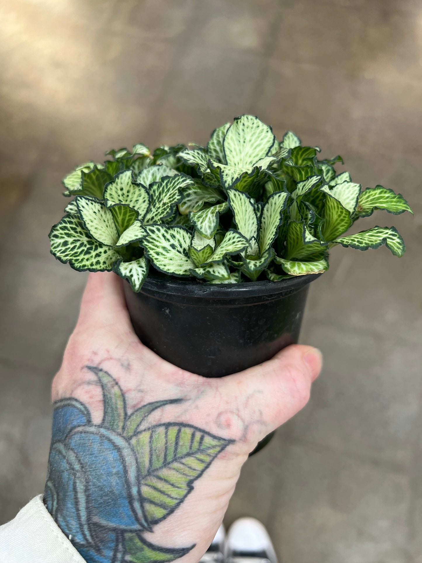 Fittonia Tiger