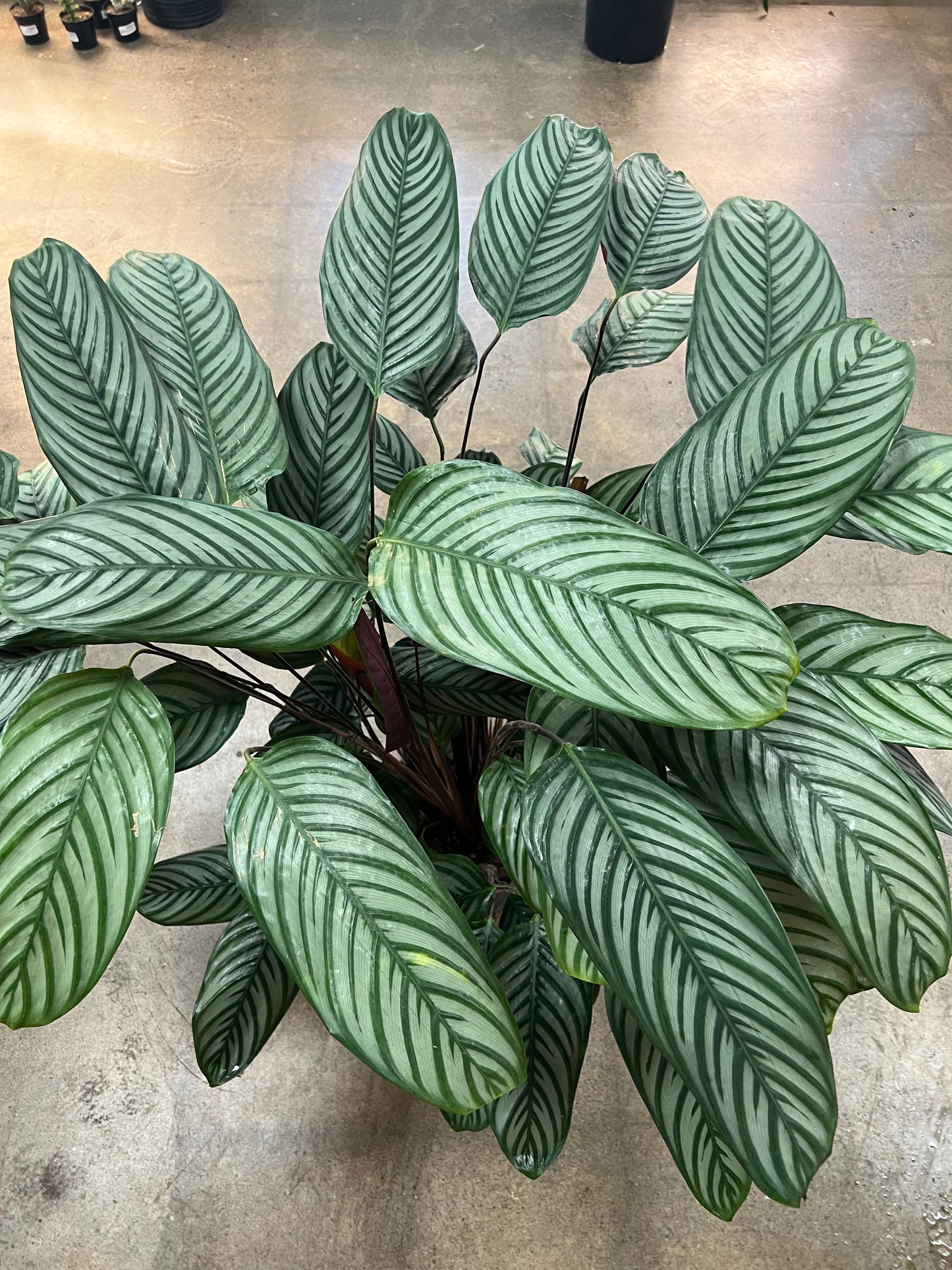 Ctenanthe Setosa Exotica