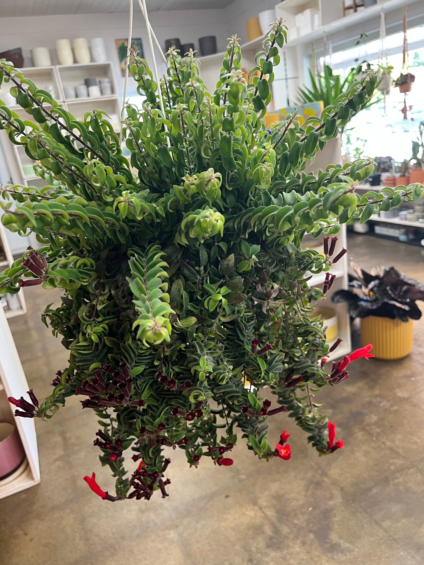 Aeschynanthus Curly Rasta