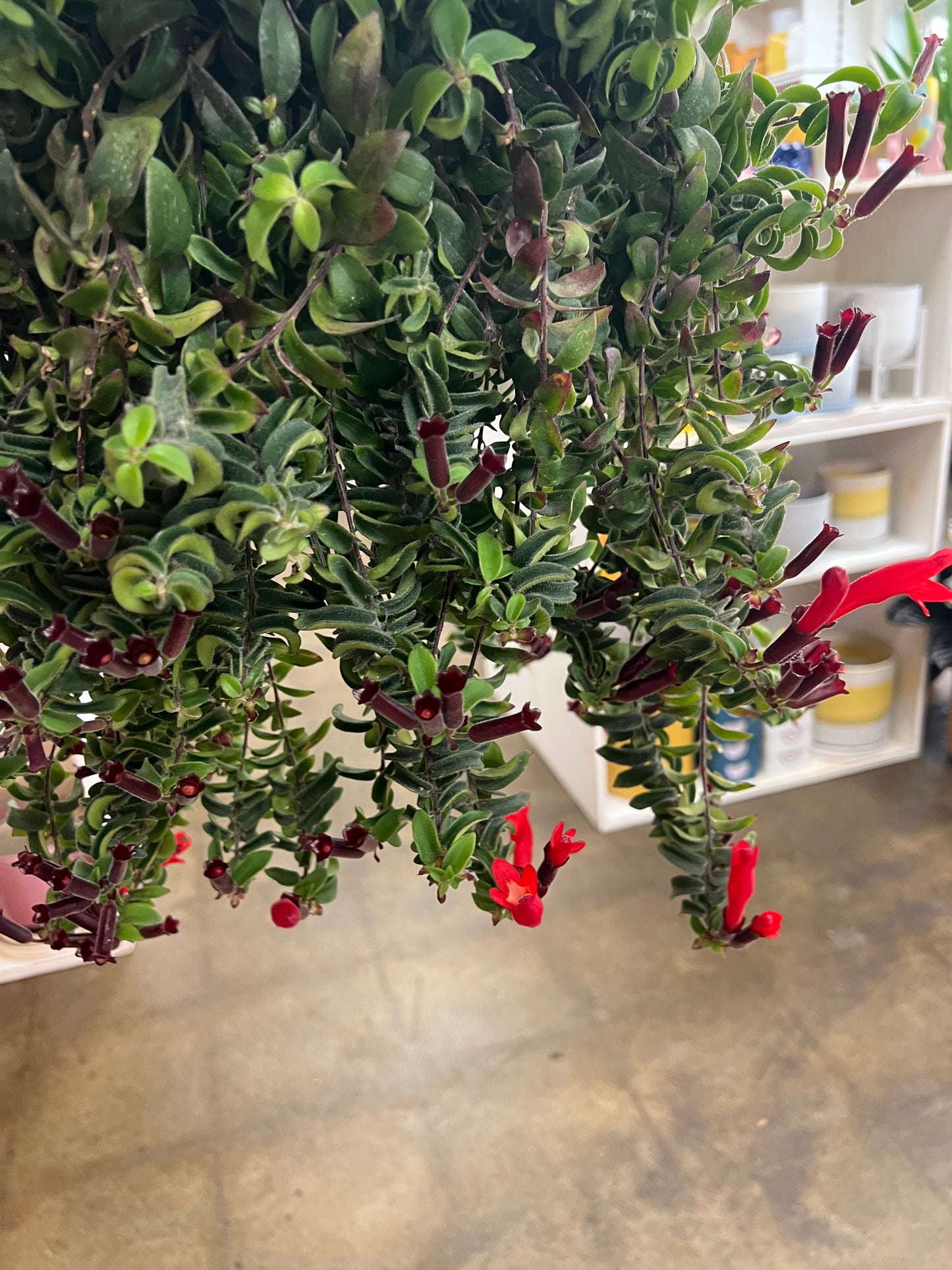 Aeschynanthus Curly Rasta