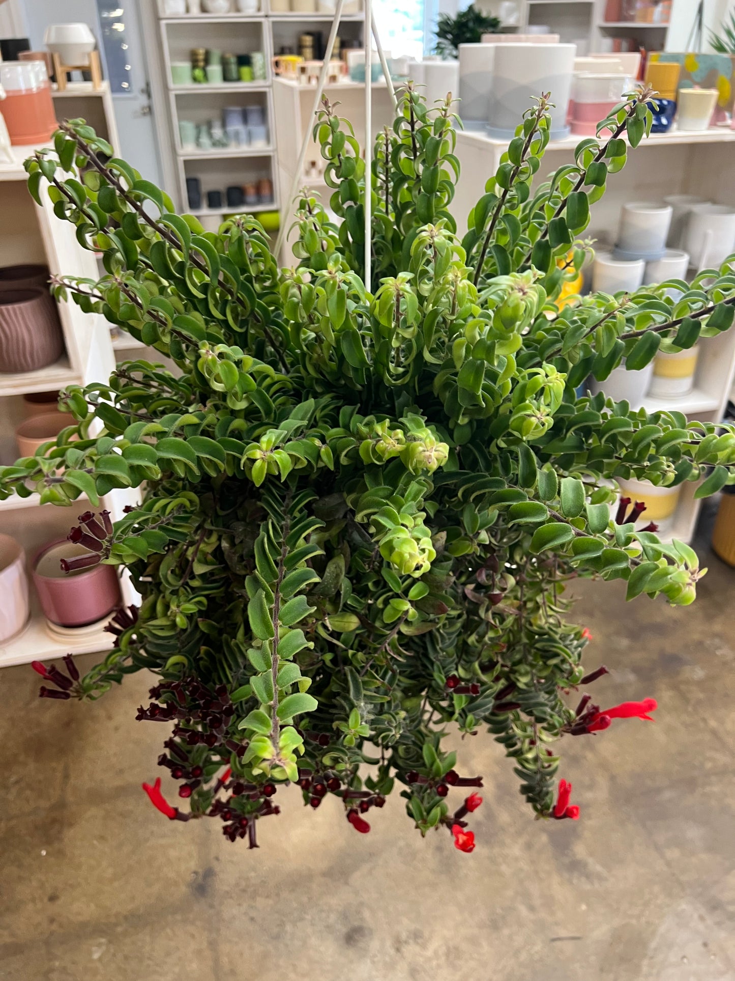 Aeschynanthus Curly Rasta