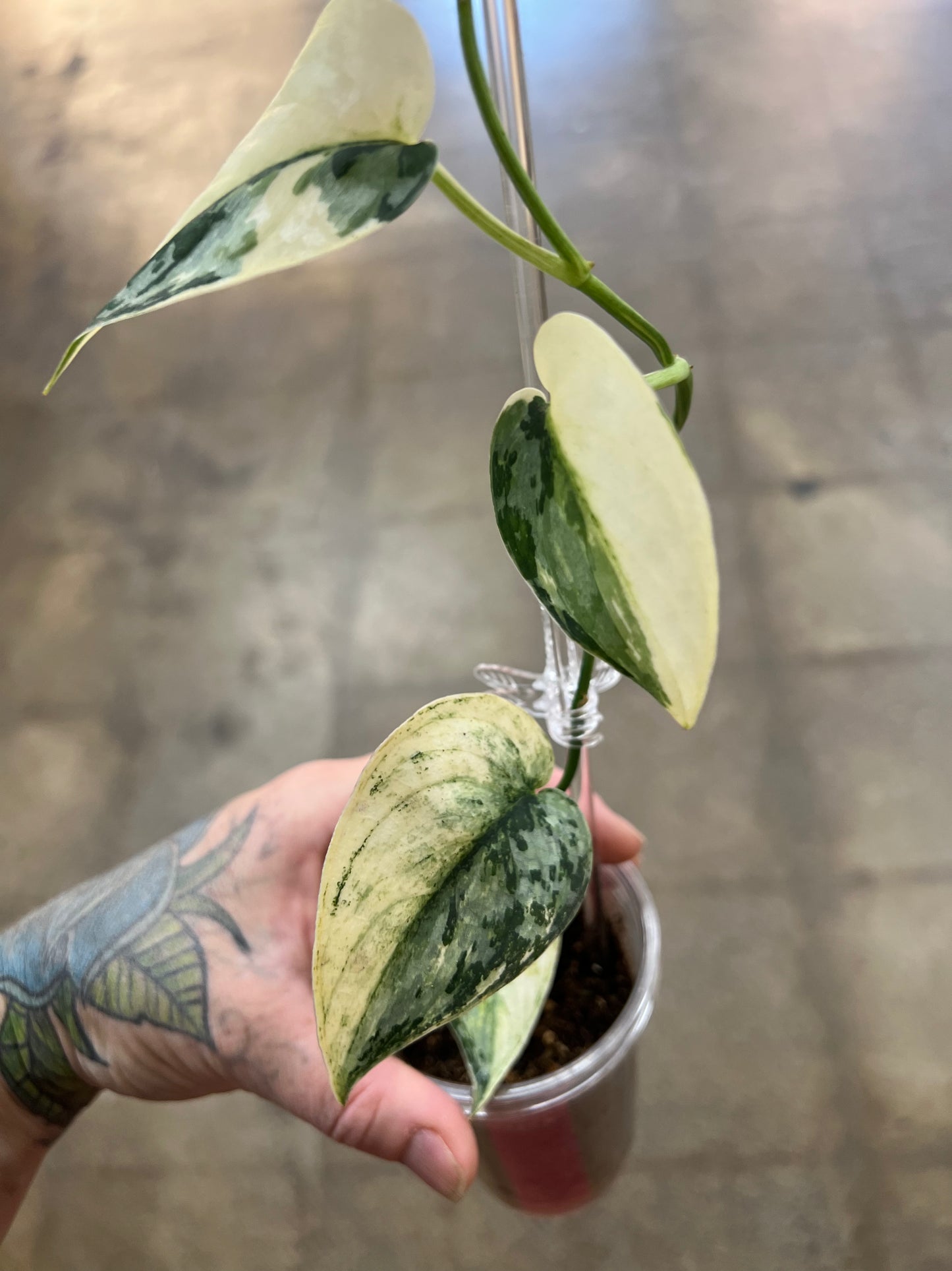 Scindapsus Mayari Mutation