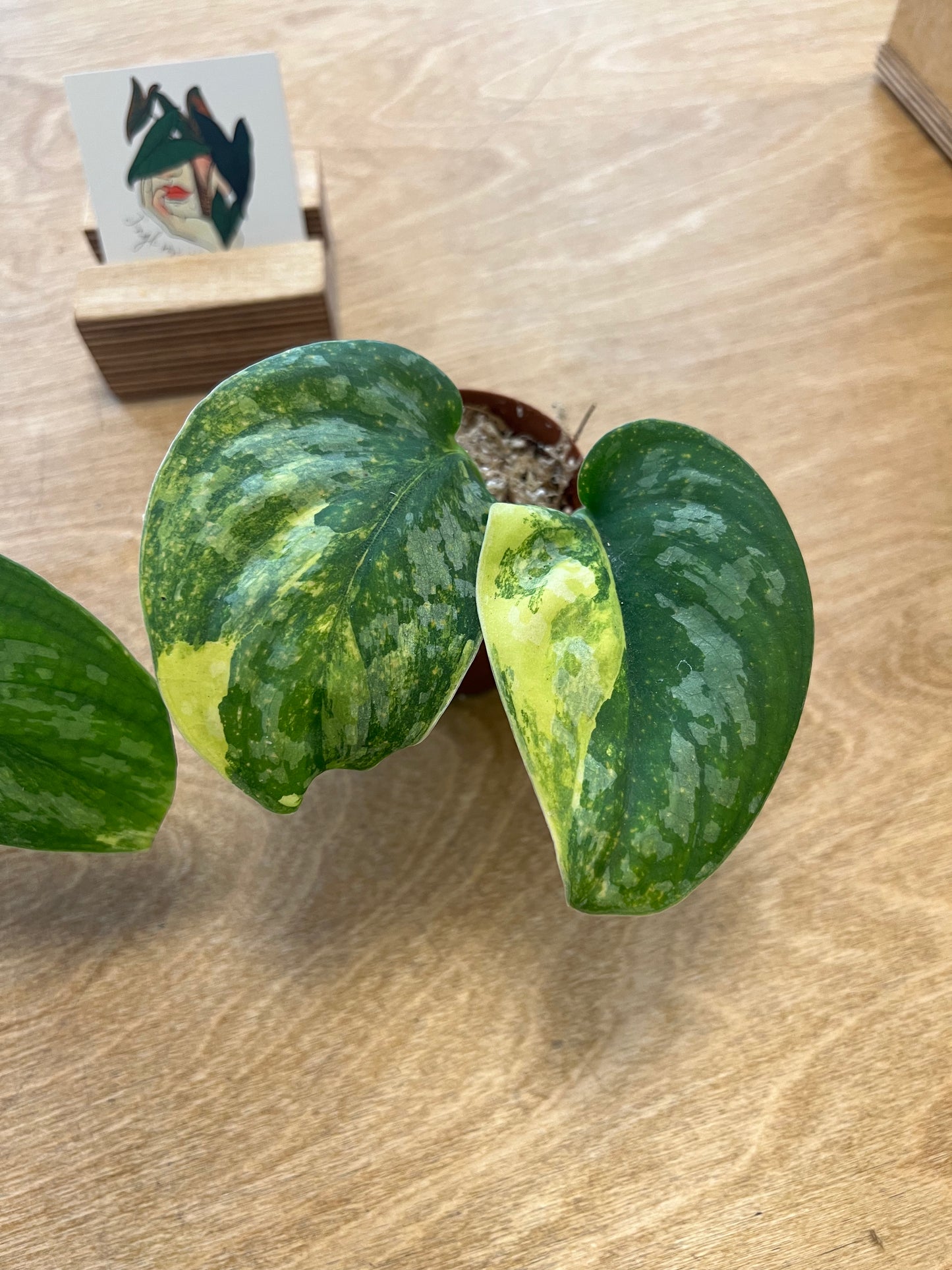 Scindapsus Andalas Variegated