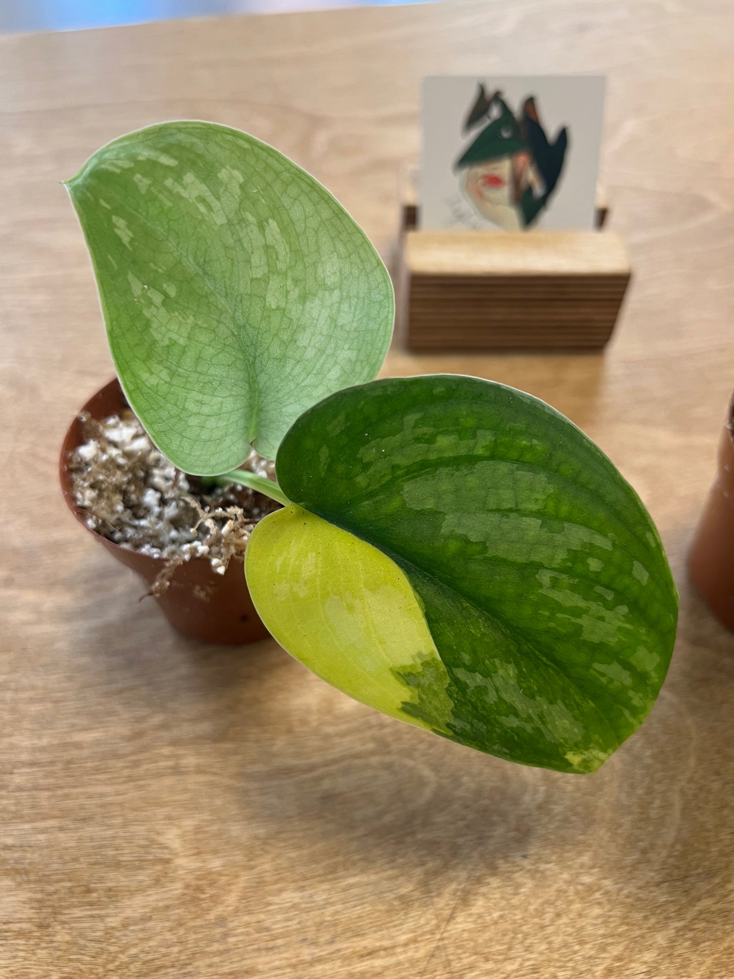Scindapsus Andalas Variegated