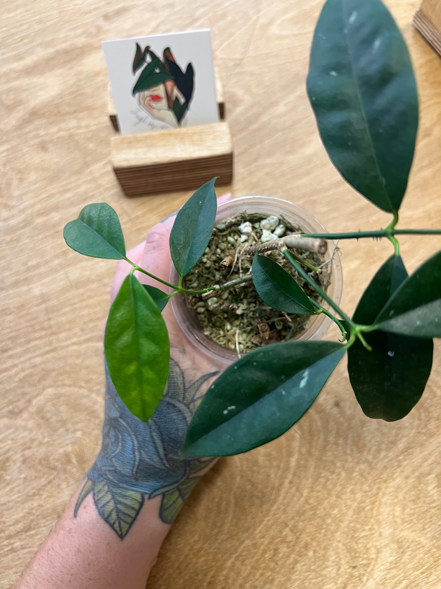 Hoya Wallichii