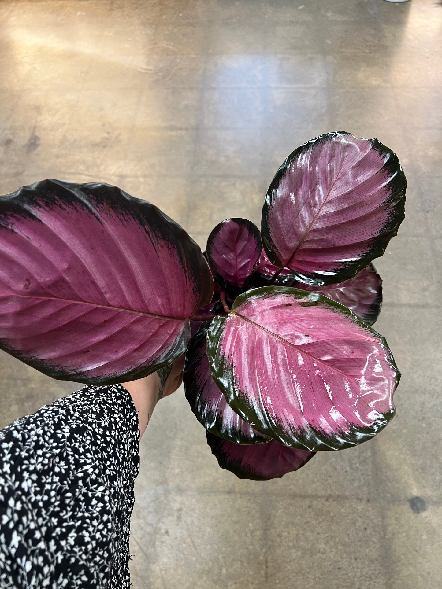 Calathea Pink Star