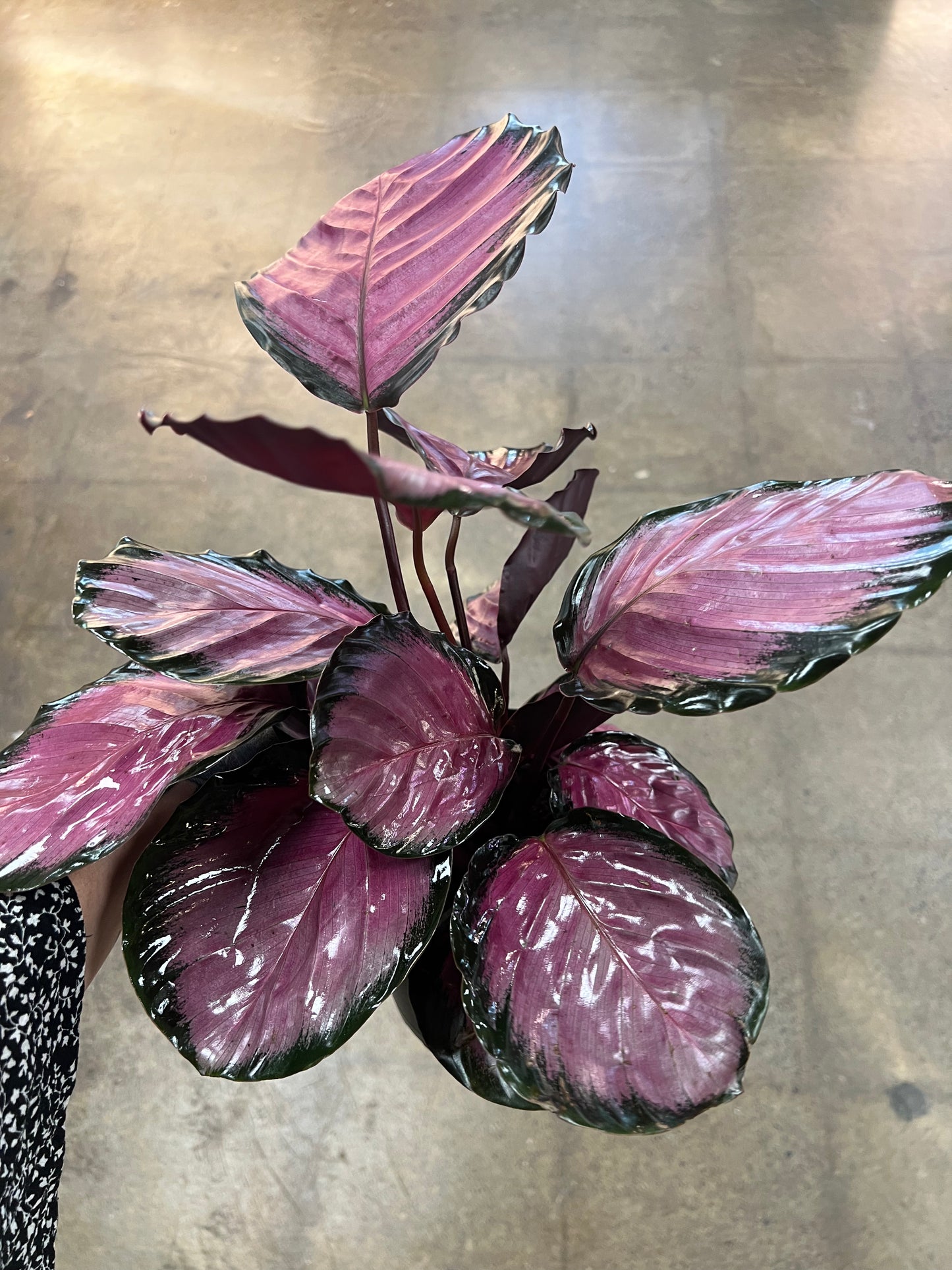 Calathea Pink Star