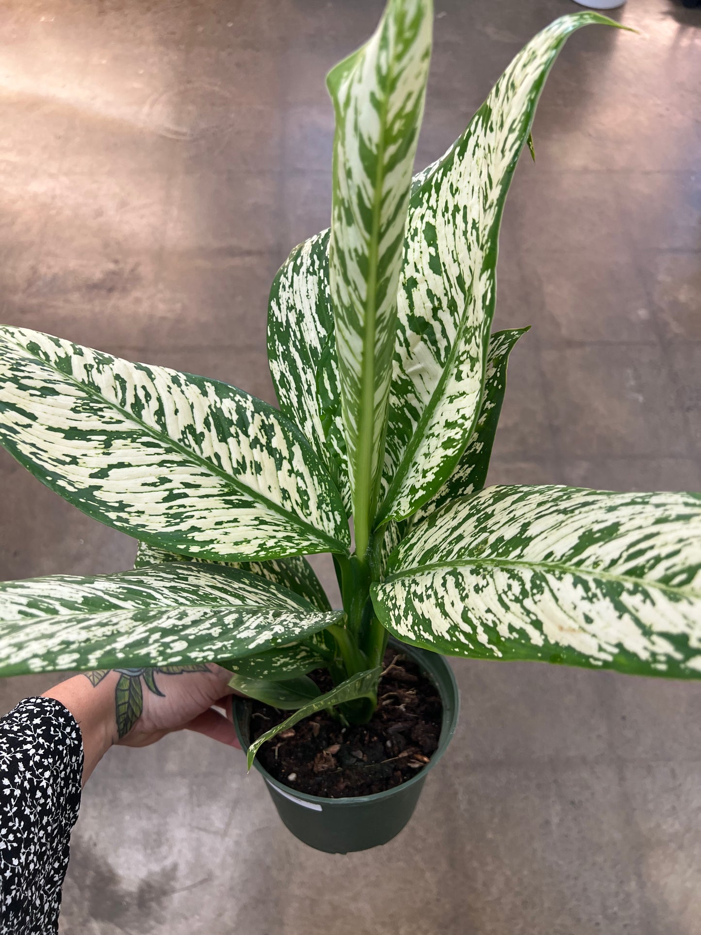 Dieffenbachia White Etna