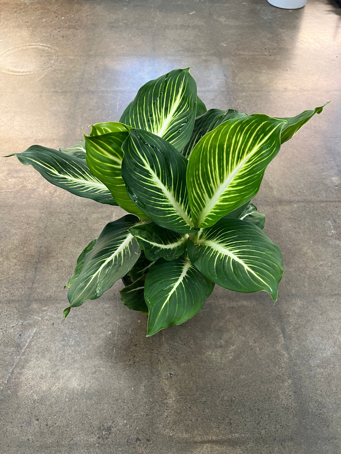 Dieffenbachia Sterling