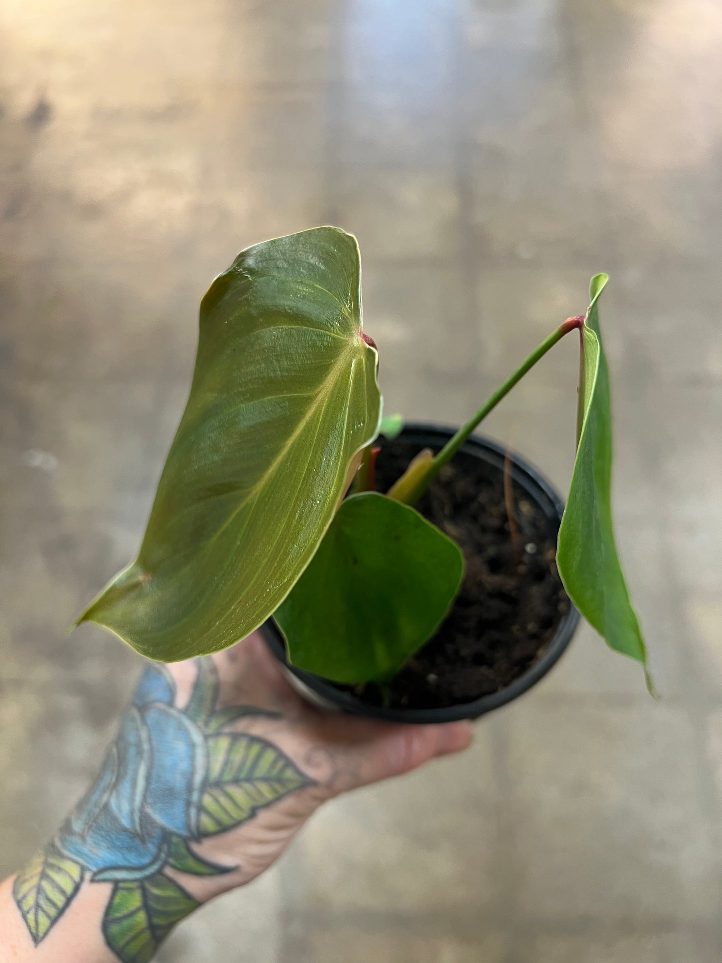 Philodendron Lynamii