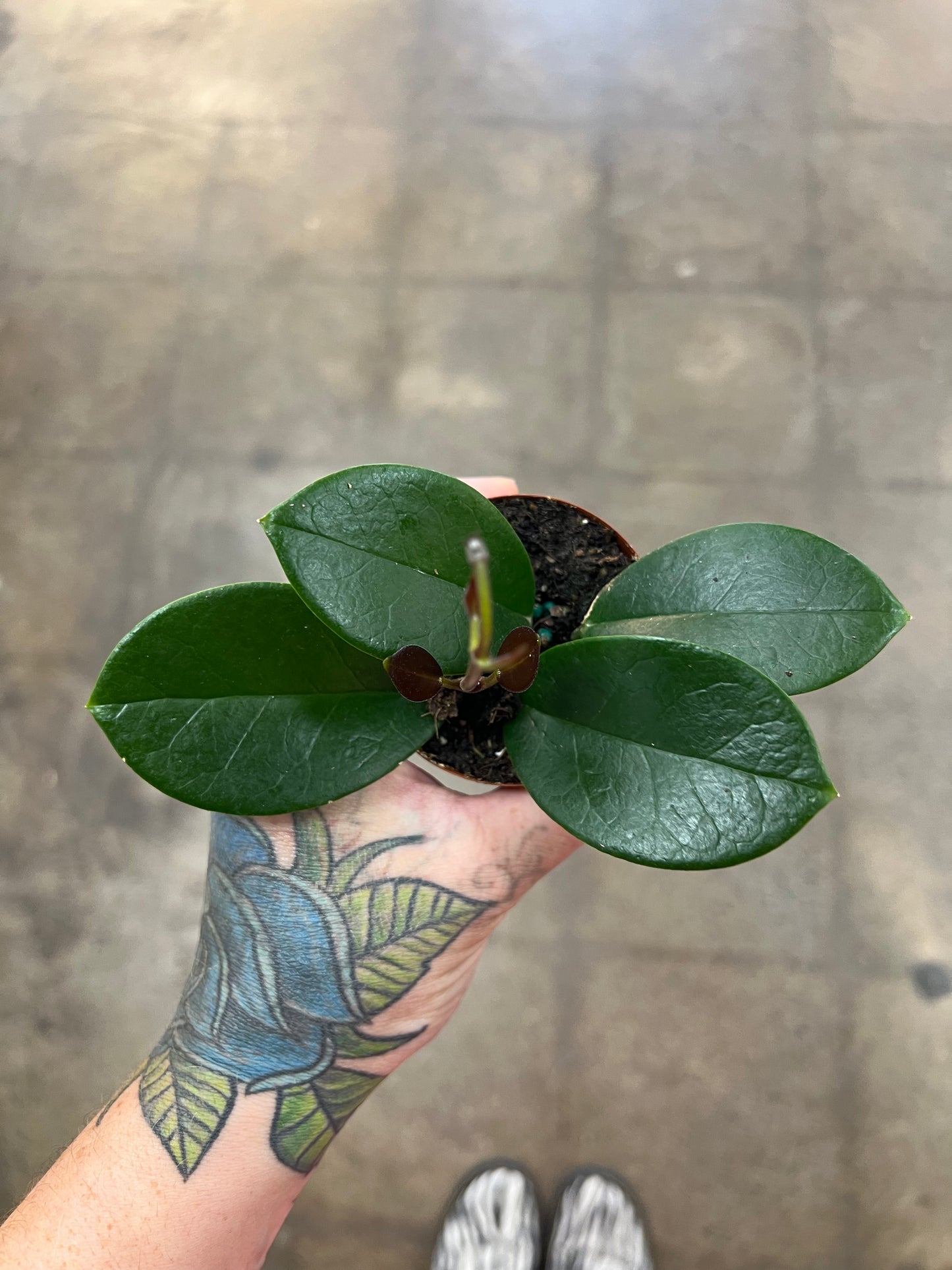 Hoya Australis