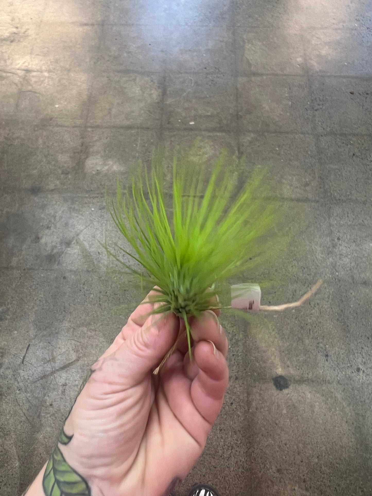 Tillandsia Andreana
