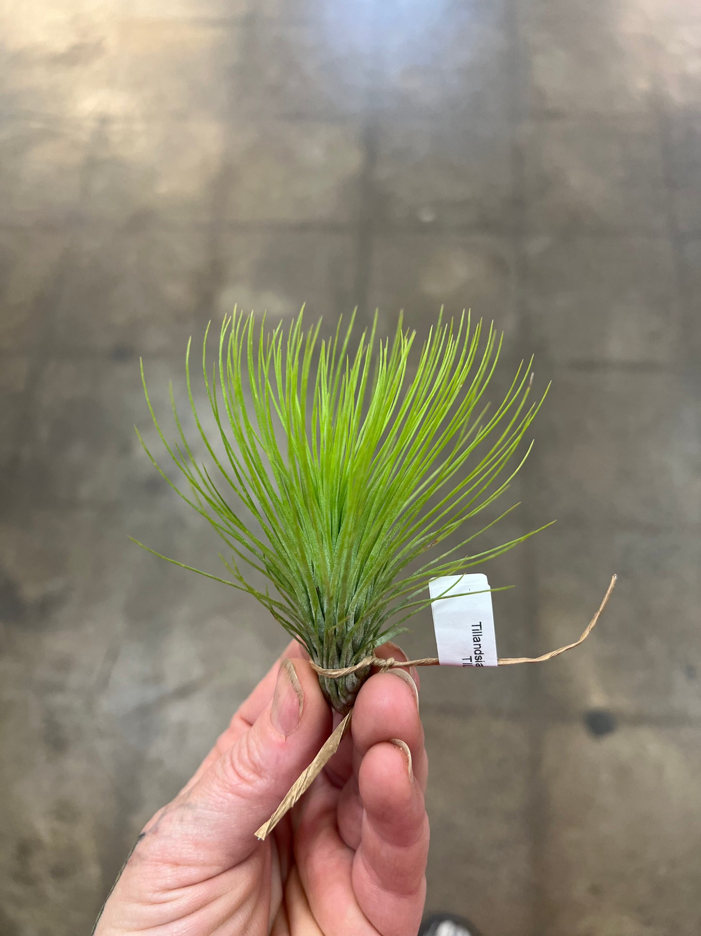 Tillandsia Andreana