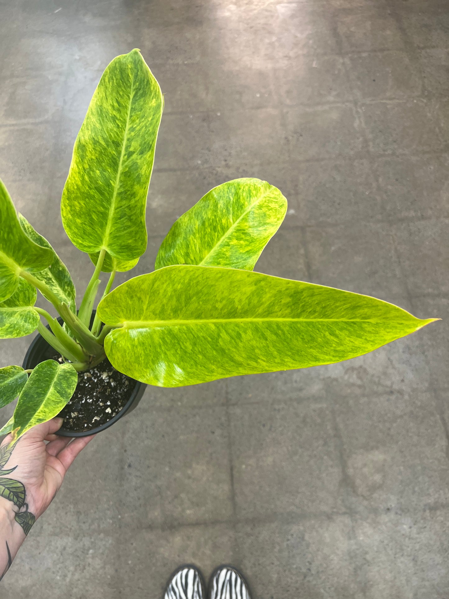 Philodendron Calkins