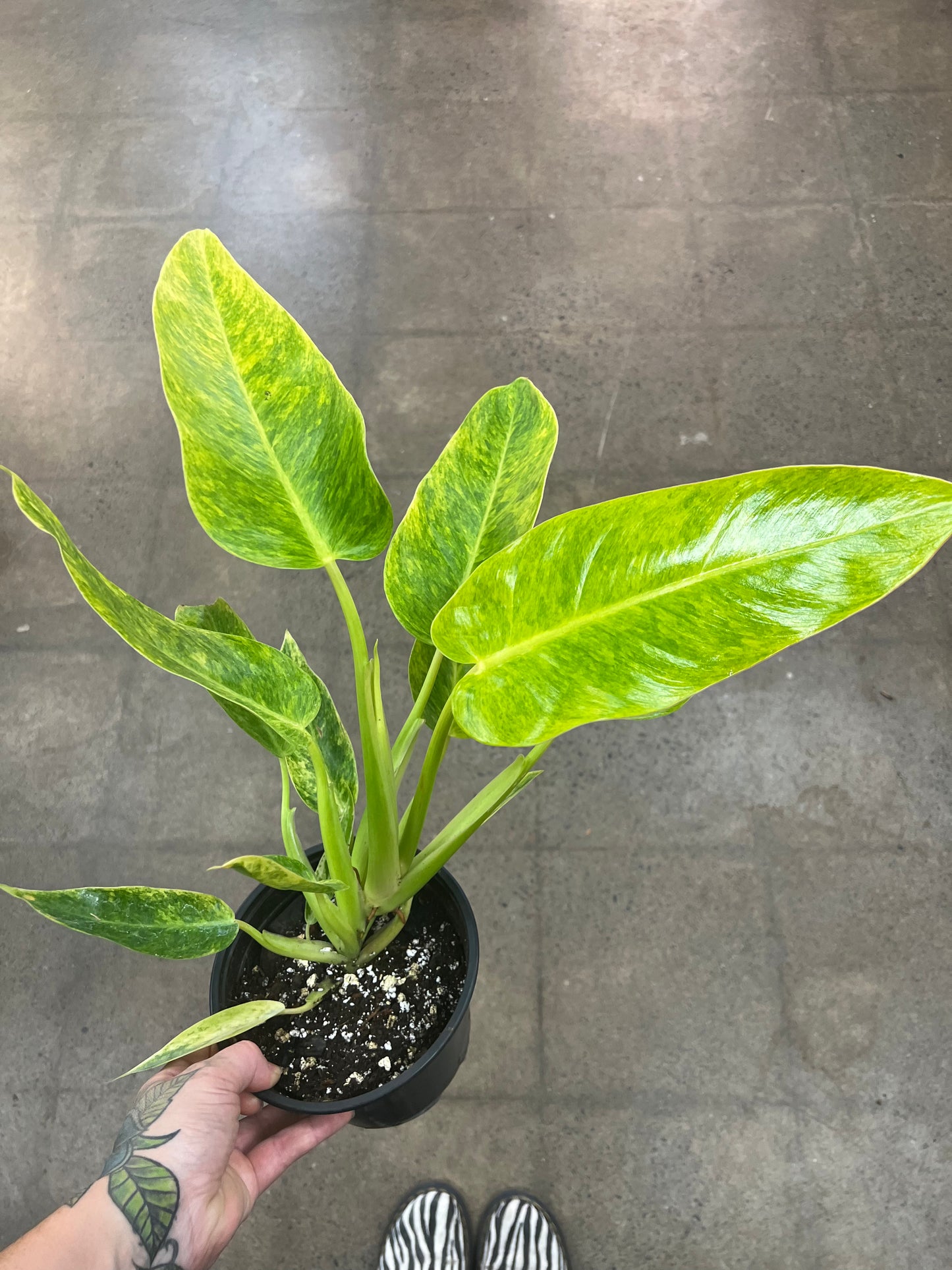 Philodendron Calkins