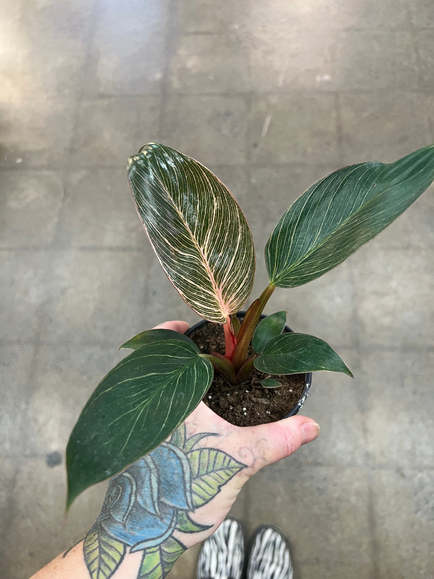 Philodendron Pink Birkin