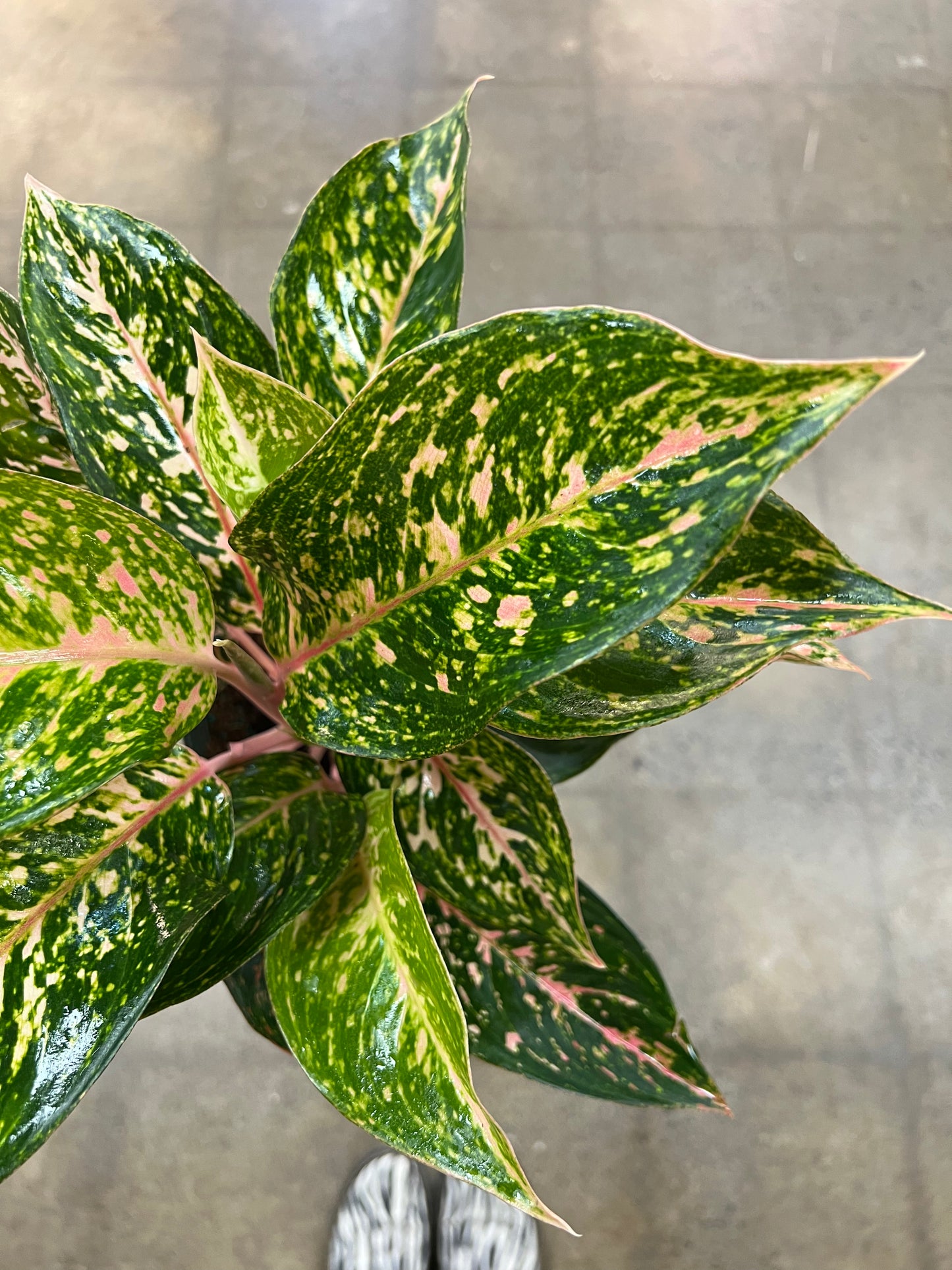 Aglaonema Chanel