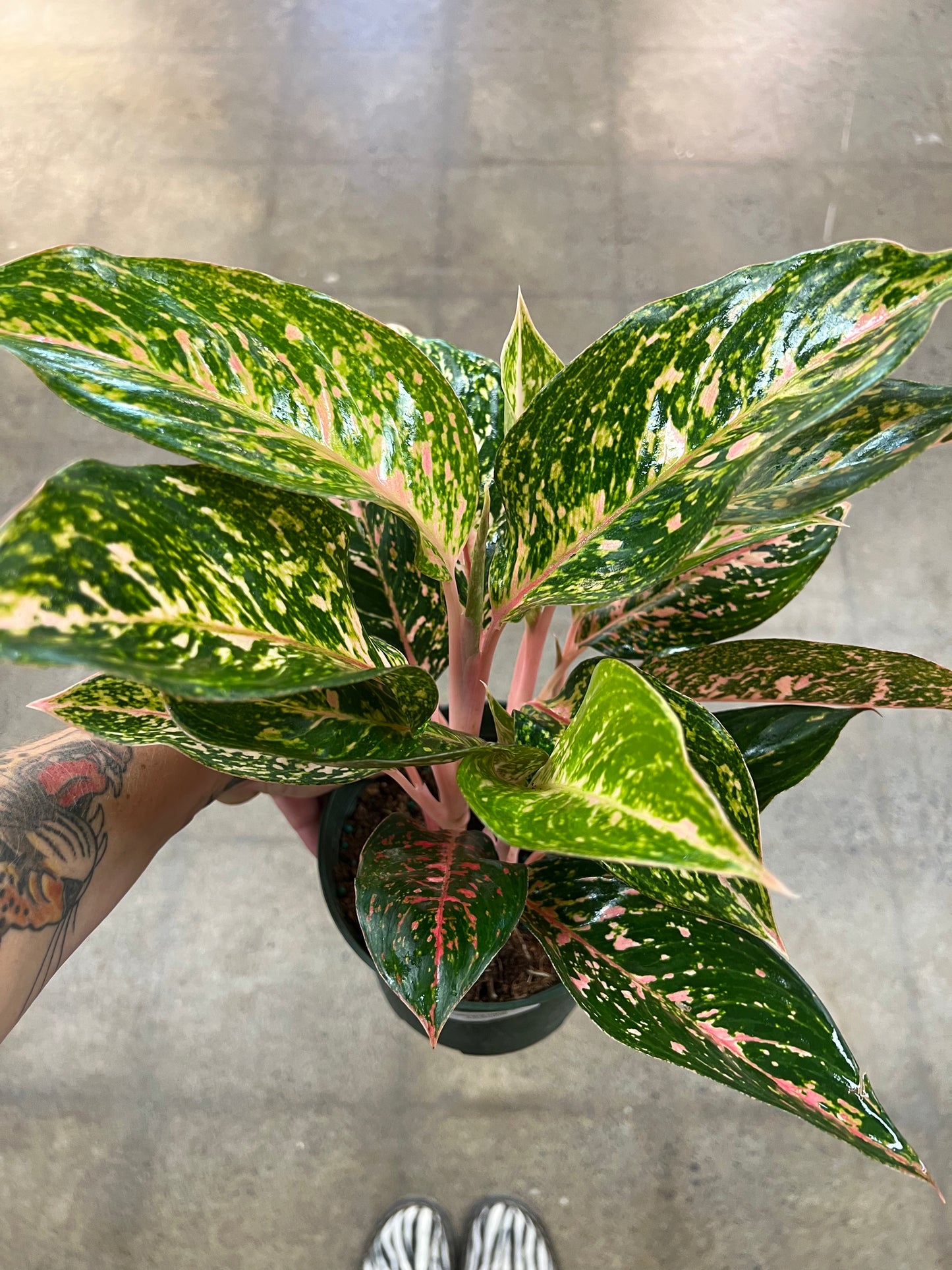 Aglaonema Chanel