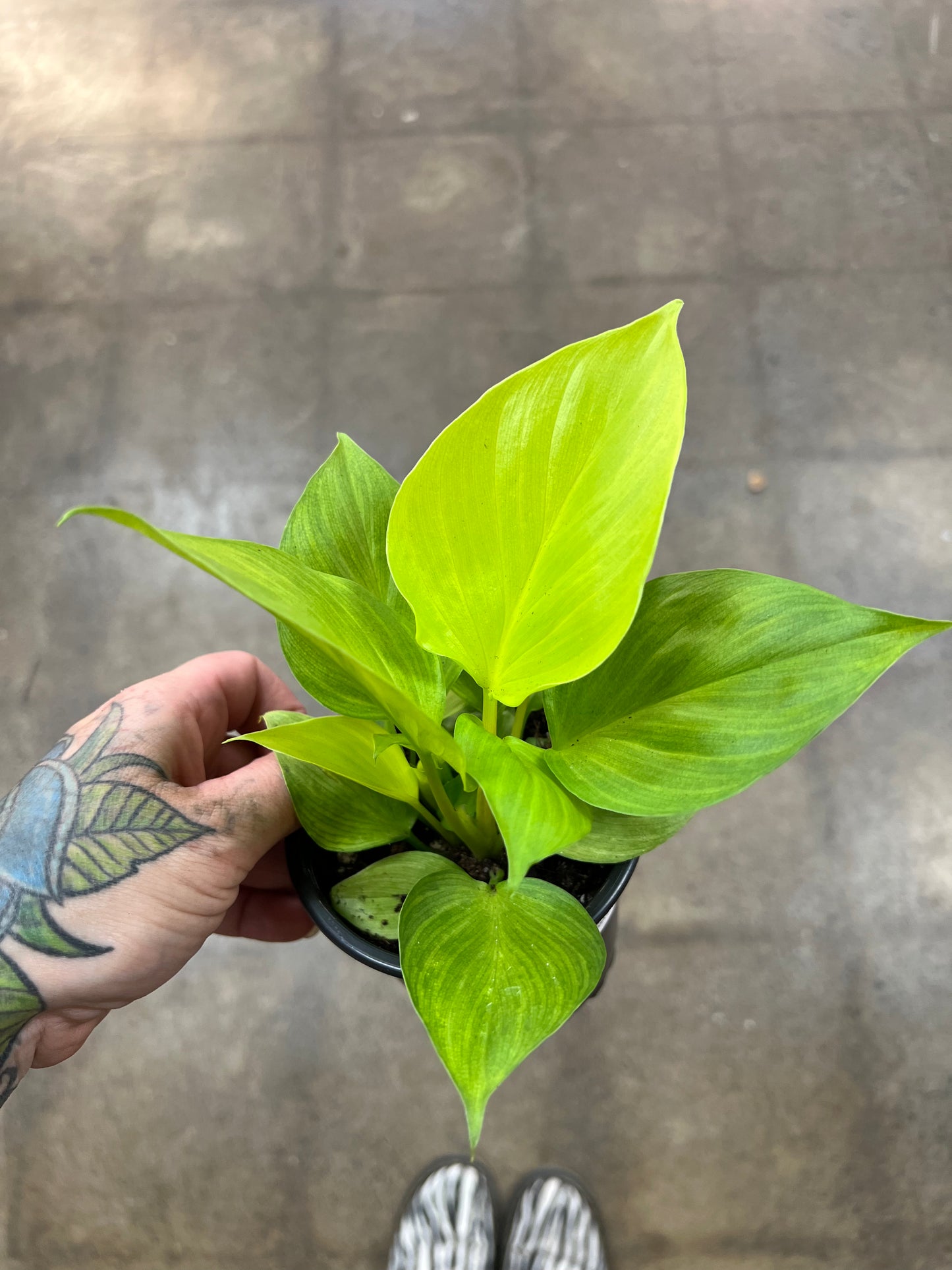 Homalonema Golden