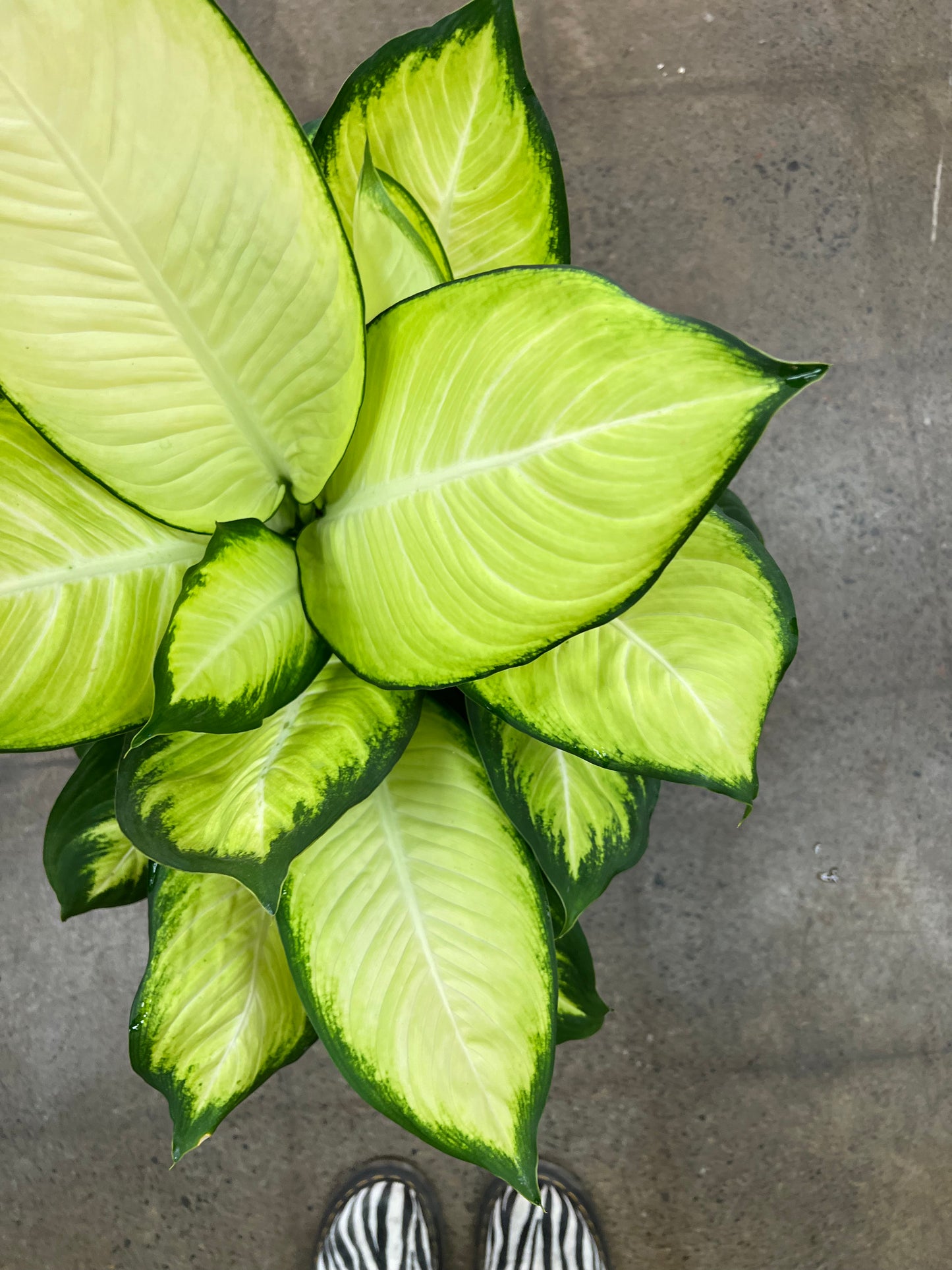 Dieffenbachia Tropic Marianne