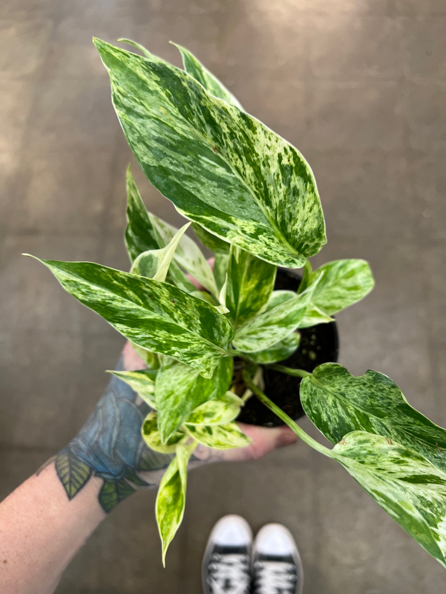 Pothos Marble Prince