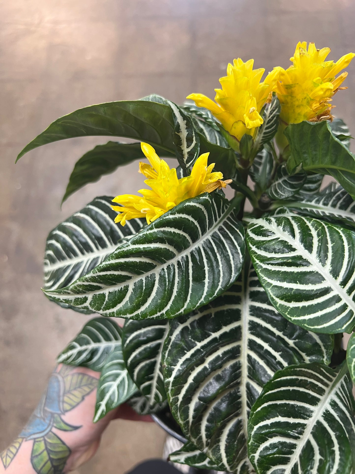Aphelandra Dania