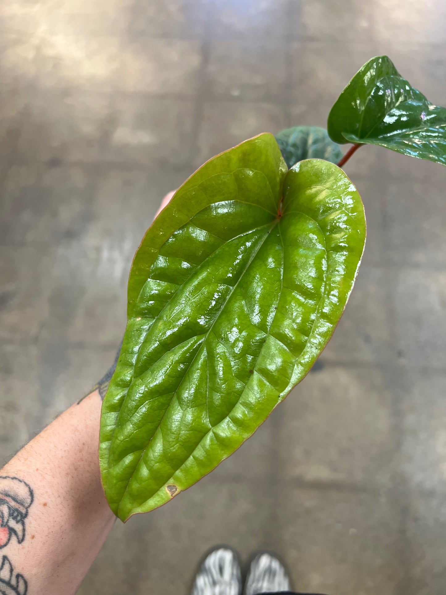 Anthurium Radicans x Luxurians