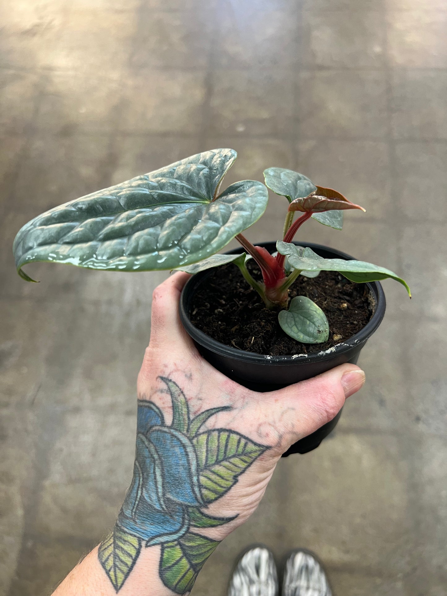 Anthurium Luxurians Silver