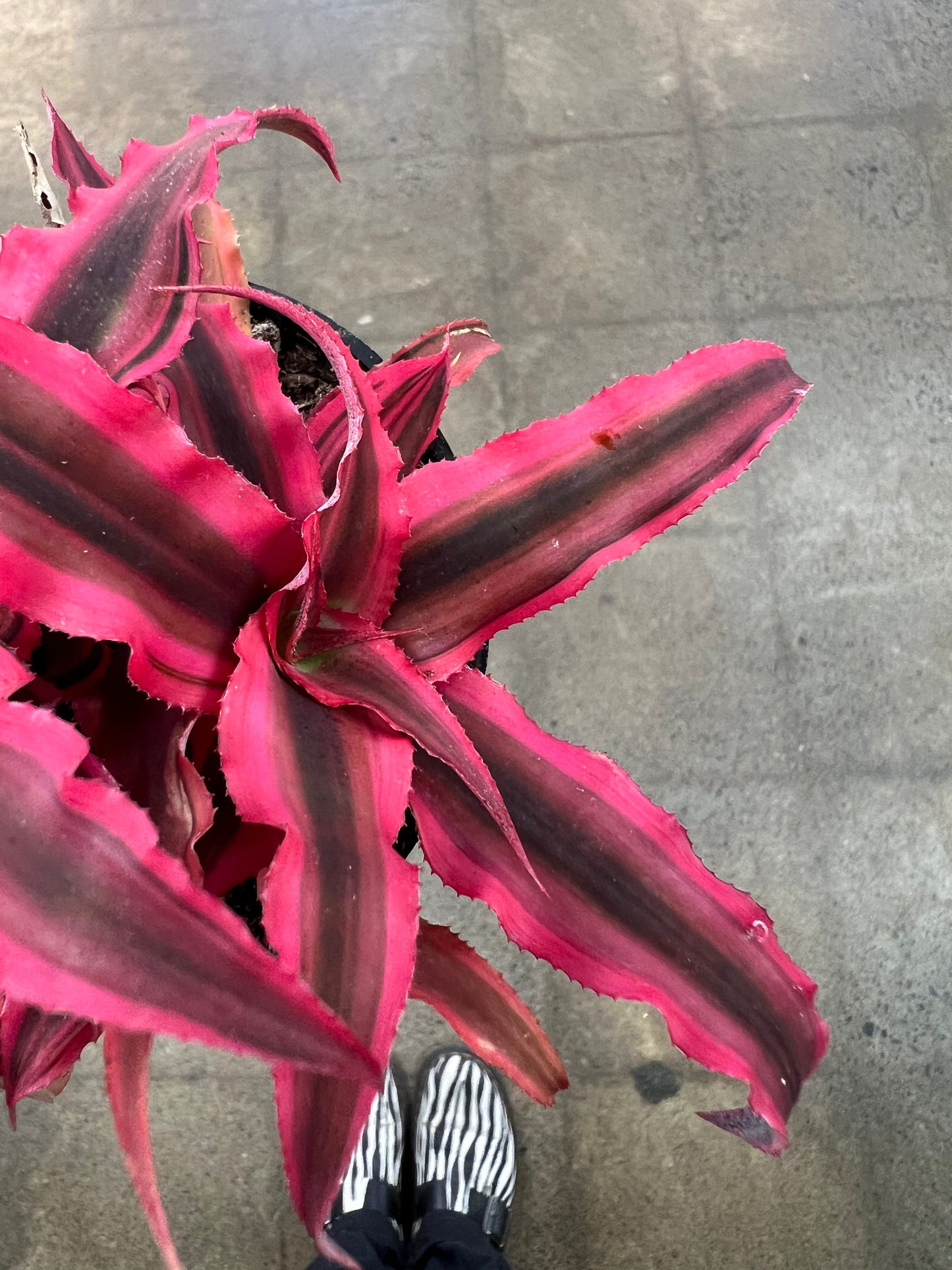 Cryptanthus Pink Earth Star