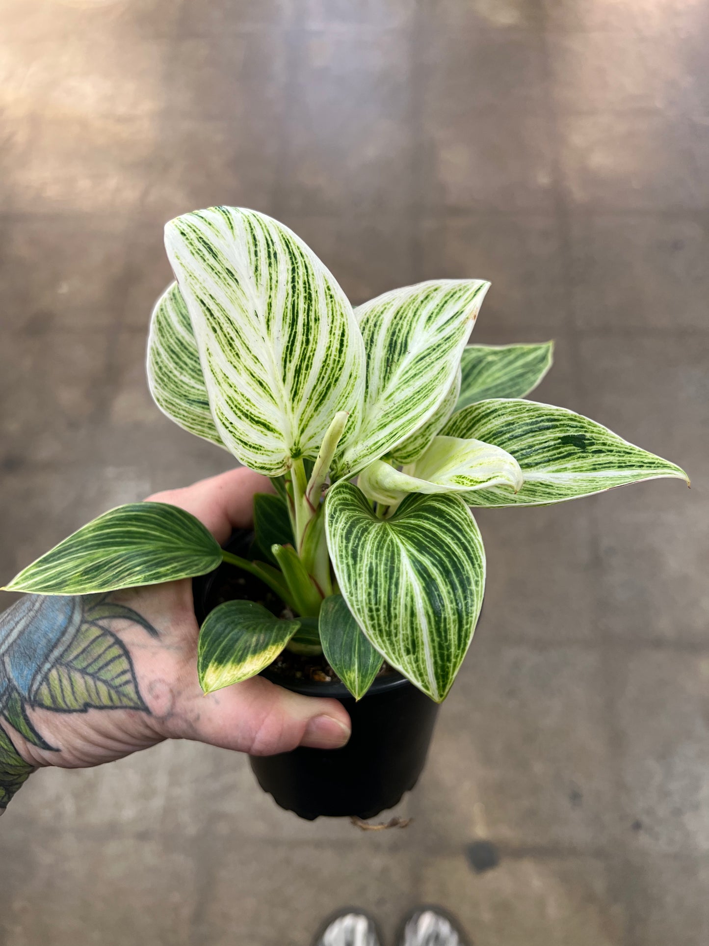 Philodendron Birkin Galaxy