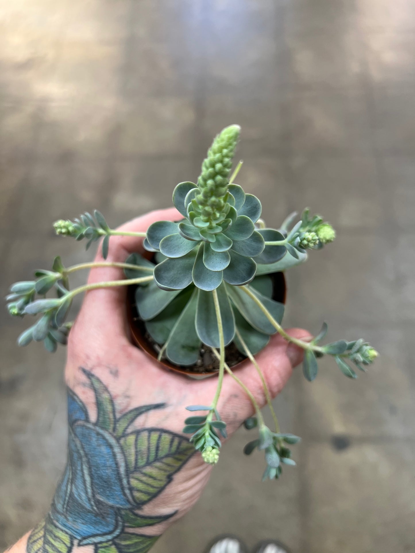 Orostachys Iwarenge