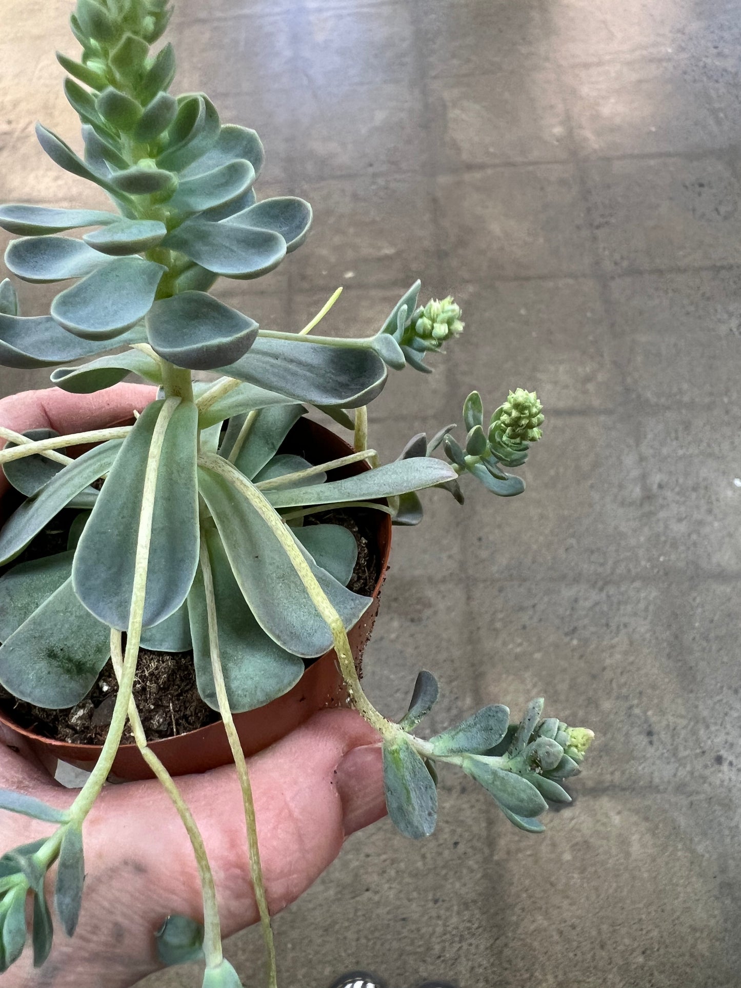 Orostachys Iwarenge