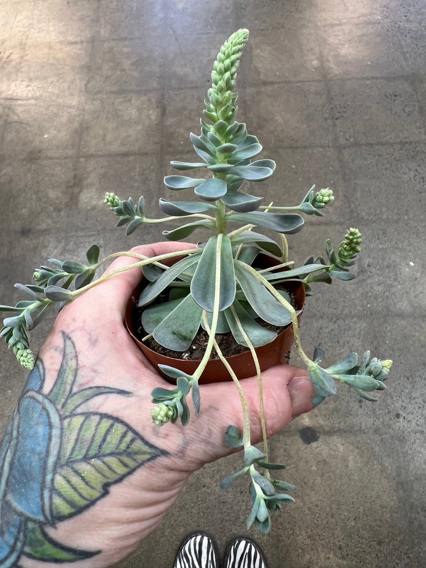 Orostachys Iwarenge