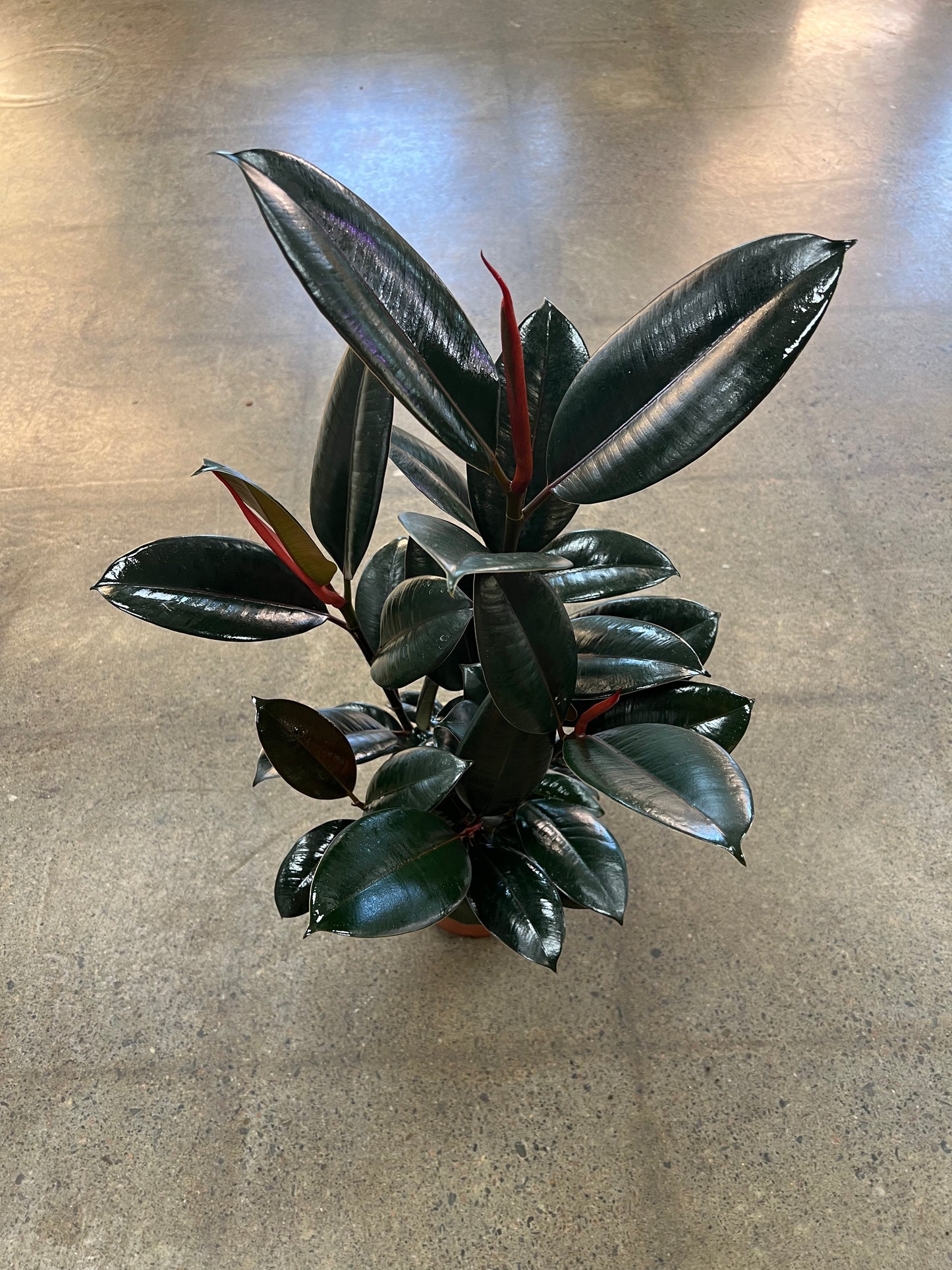 Ficus Burgundy