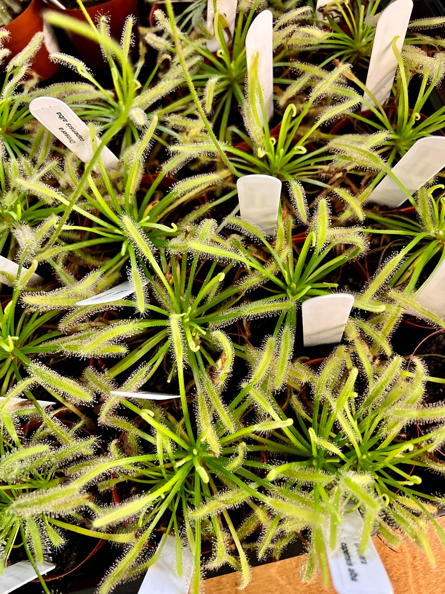 Drosera Capensis Alba