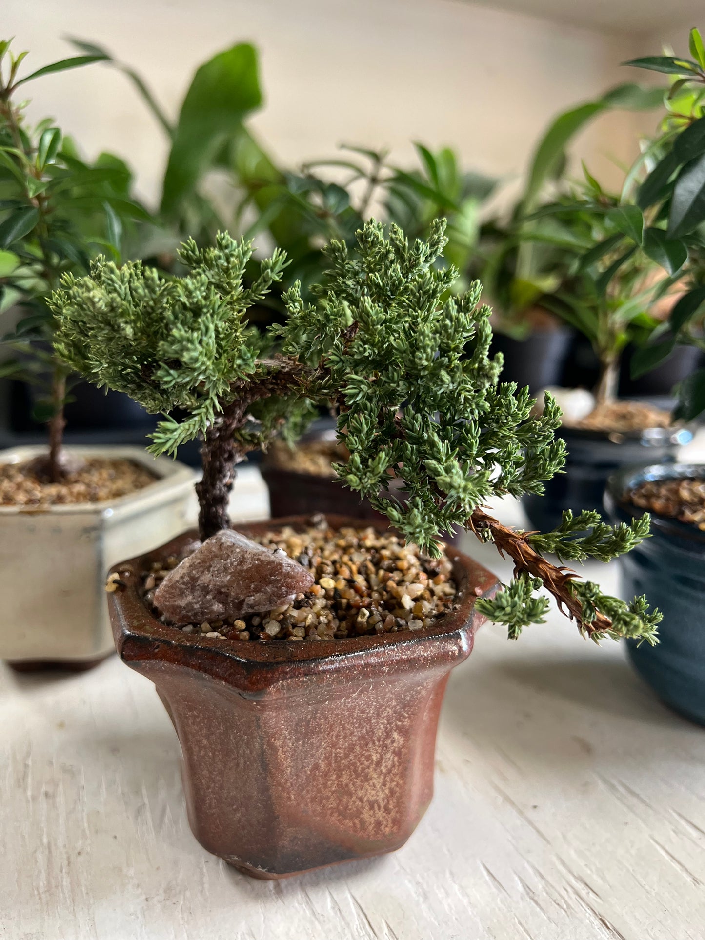 Bonsai Mini Asst.
