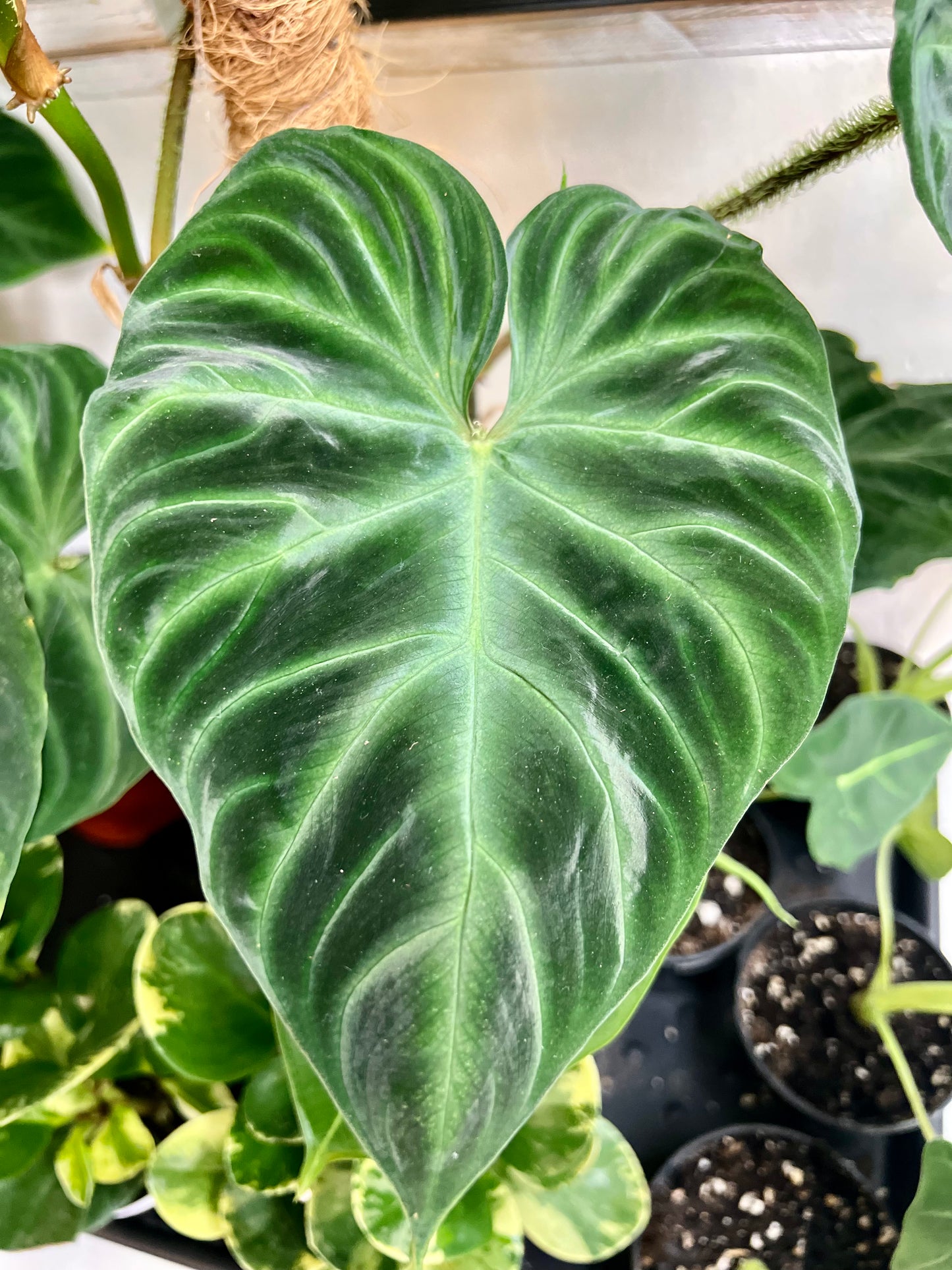Philo Verrucosum