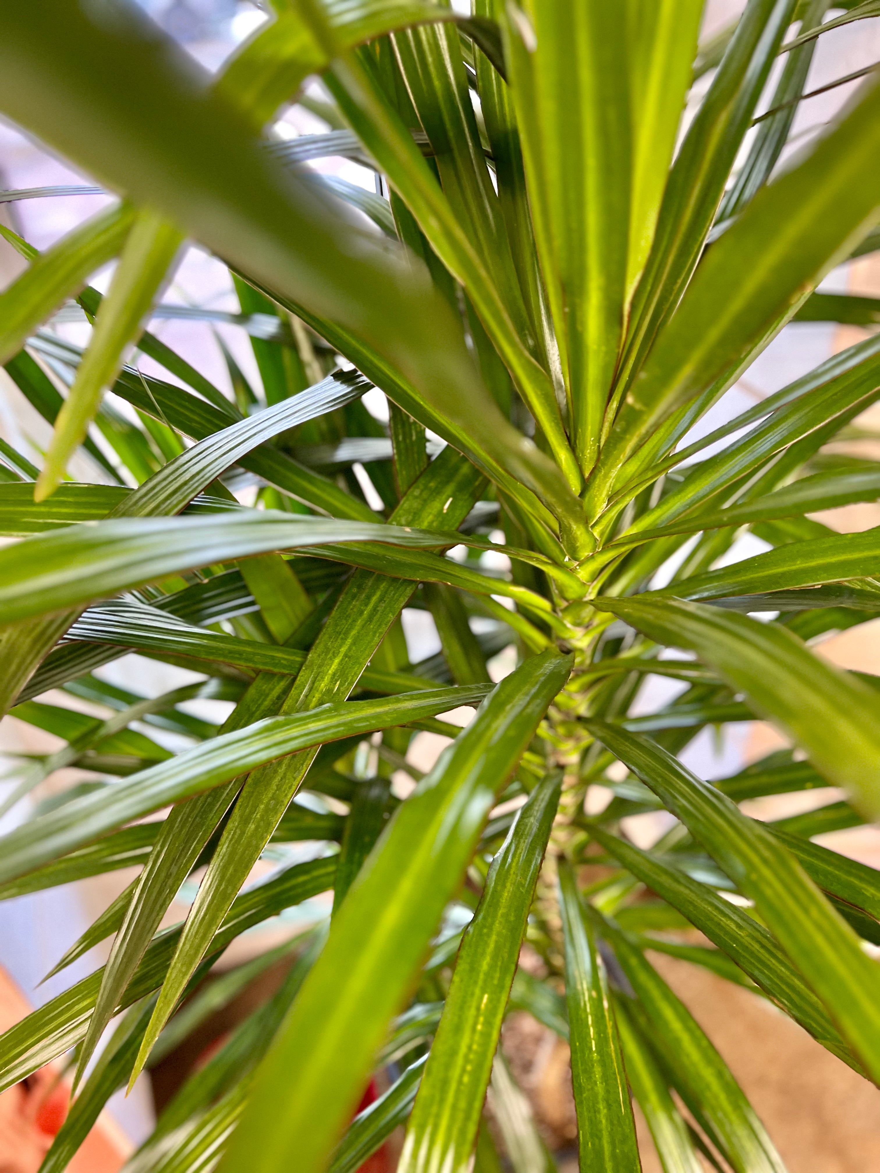 Dracaena Marginata Tarzan Buisson Jungleroseinc