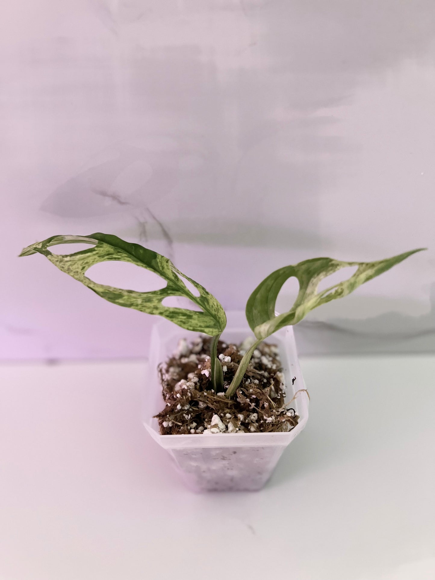 Monstera Adansonii Marble