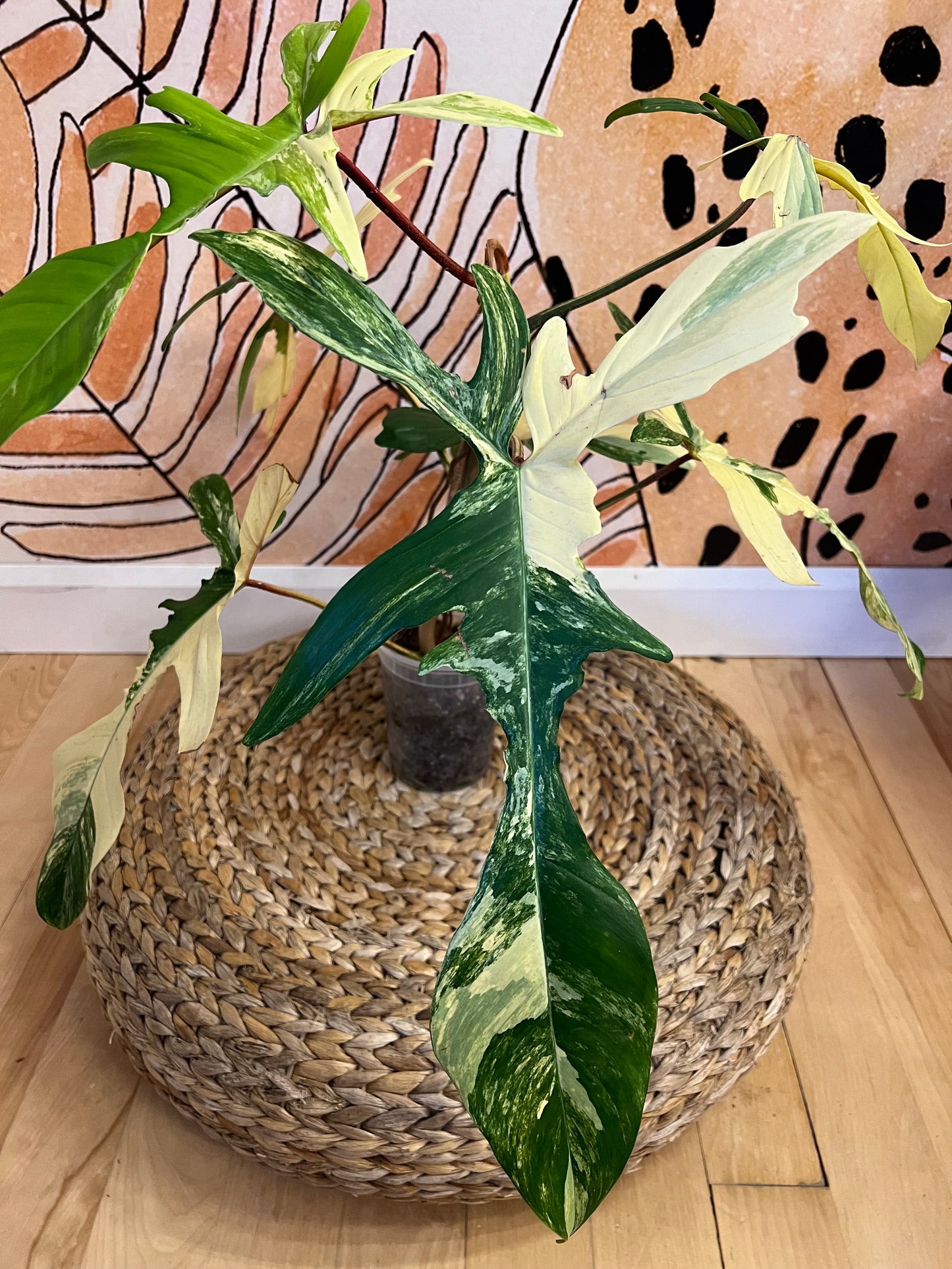 Philodendron Florida Beauty