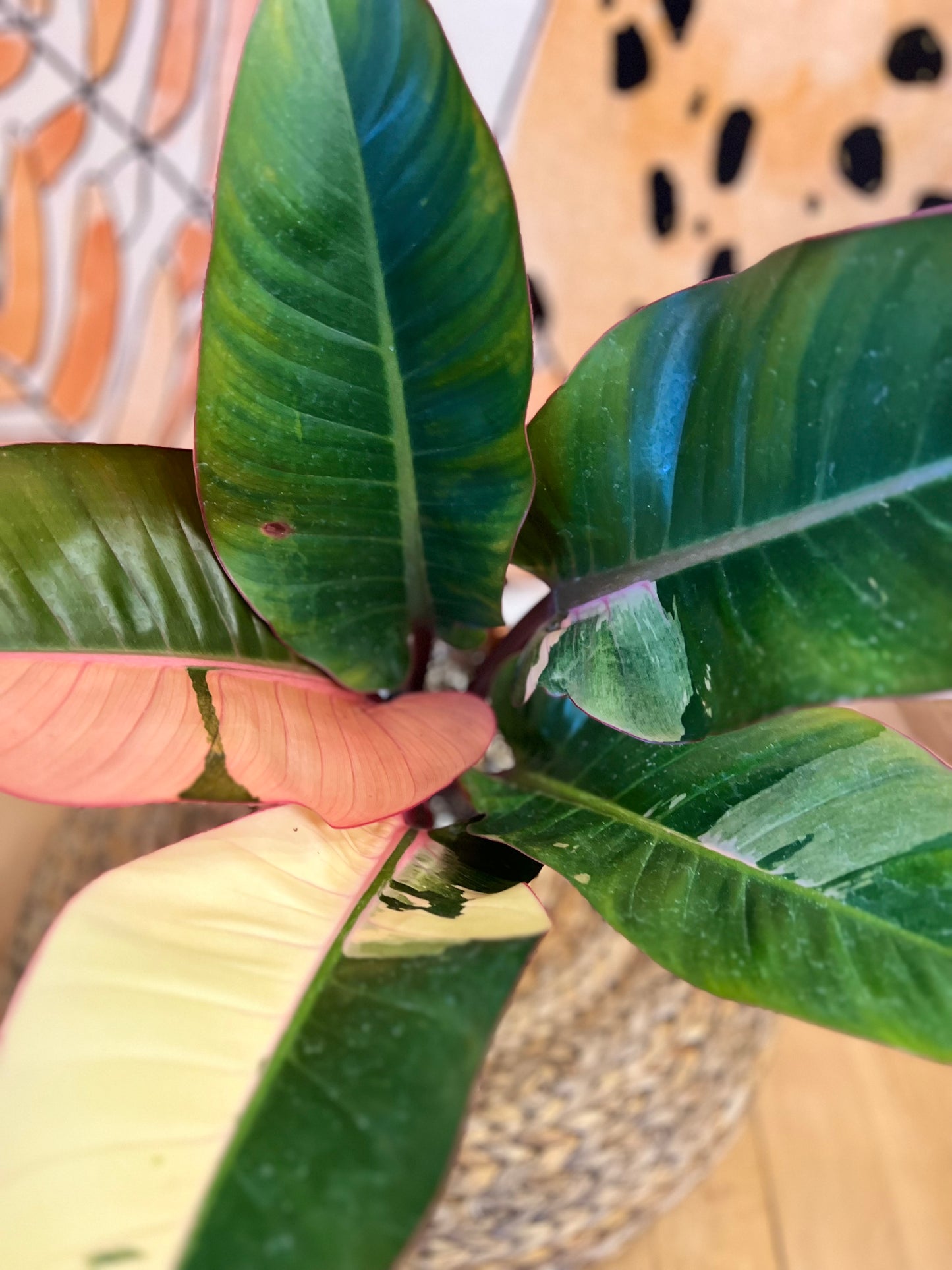 Philodendron Red Congo