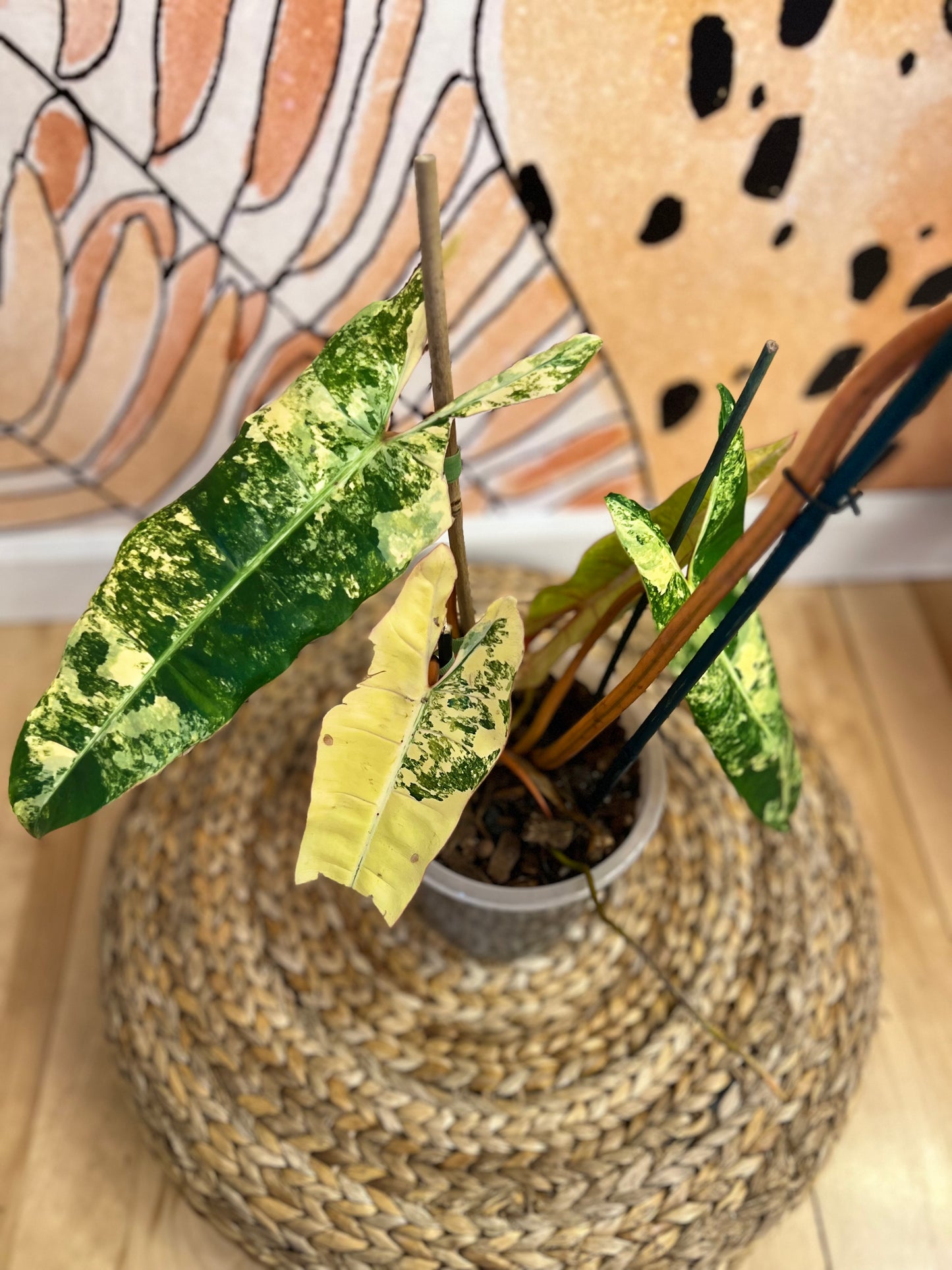 Philodendron Billietiae Variegated